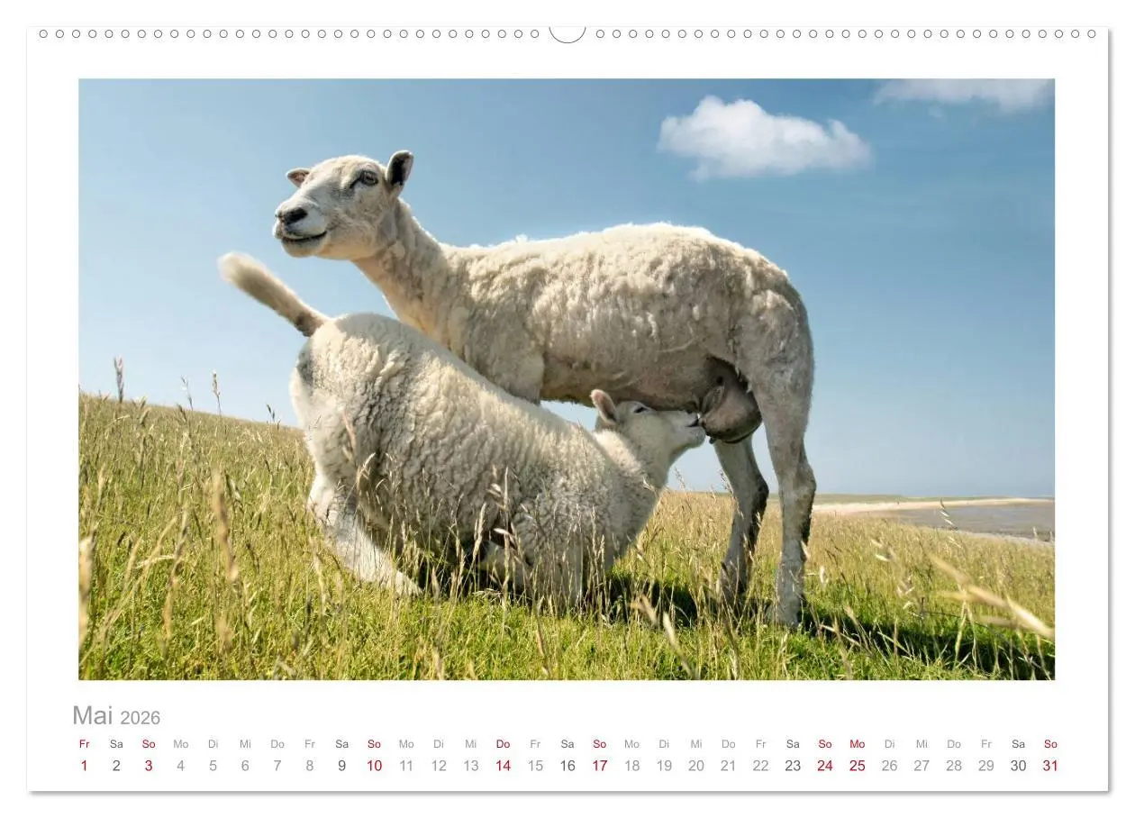 Bild: 9783516088410 | Nordsee Schafe (Wandkalender 2026 DIN A2 quer), CALVENDO...