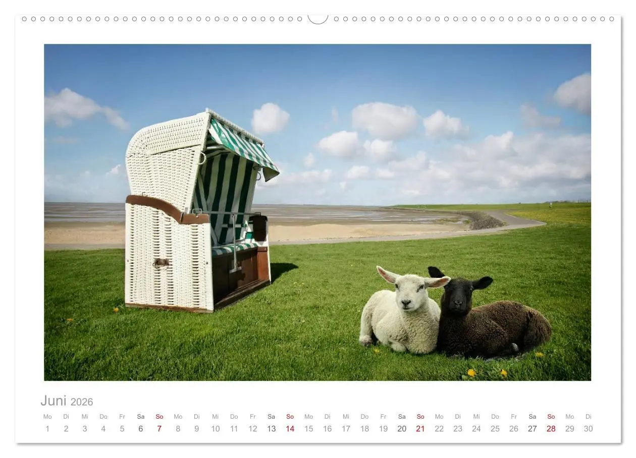 Bild: 9783516088410 | Nordsee Schafe (Wandkalender 2026 DIN A2 quer), CALVENDO...