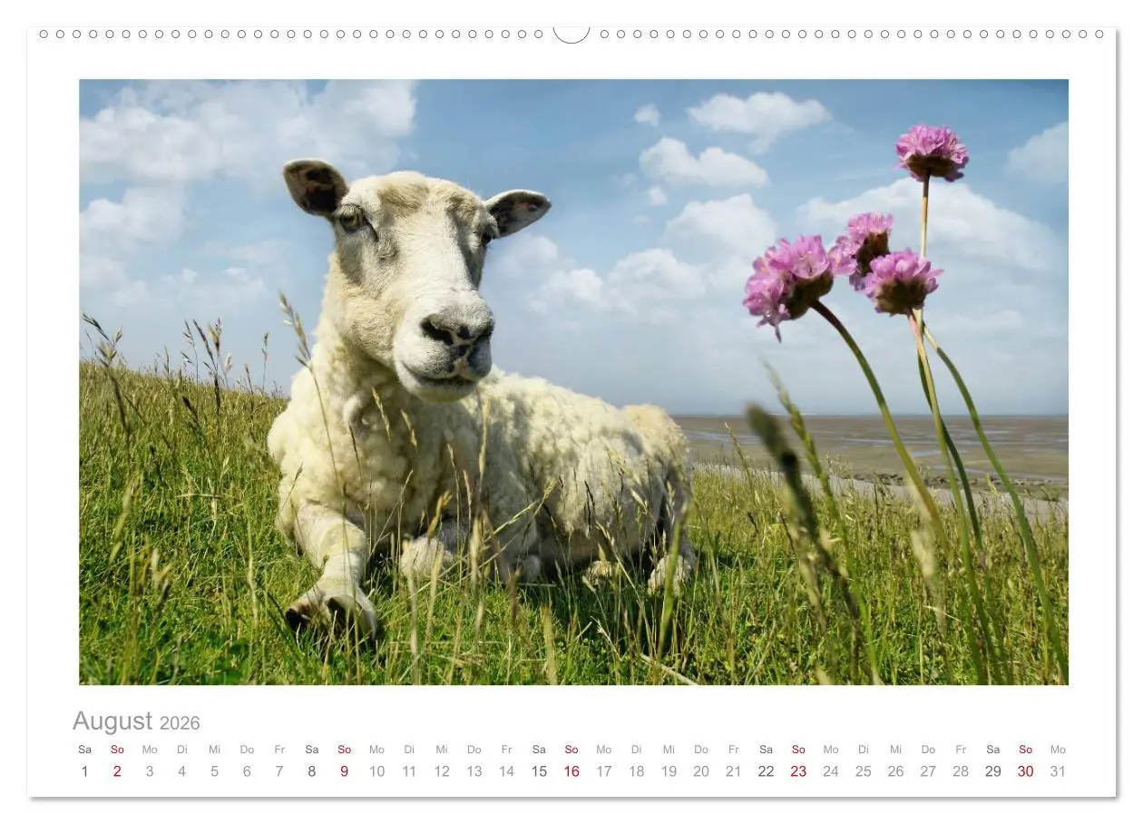 Bild: 9783516088410 | Nordsee Schafe (Wandkalender 2026 DIN A2 quer), CALVENDO...