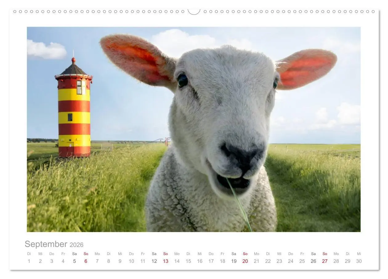 Bild: 9783516088410 | Nordsee Schafe (Wandkalender 2026 DIN A2 quer), CALVENDO...