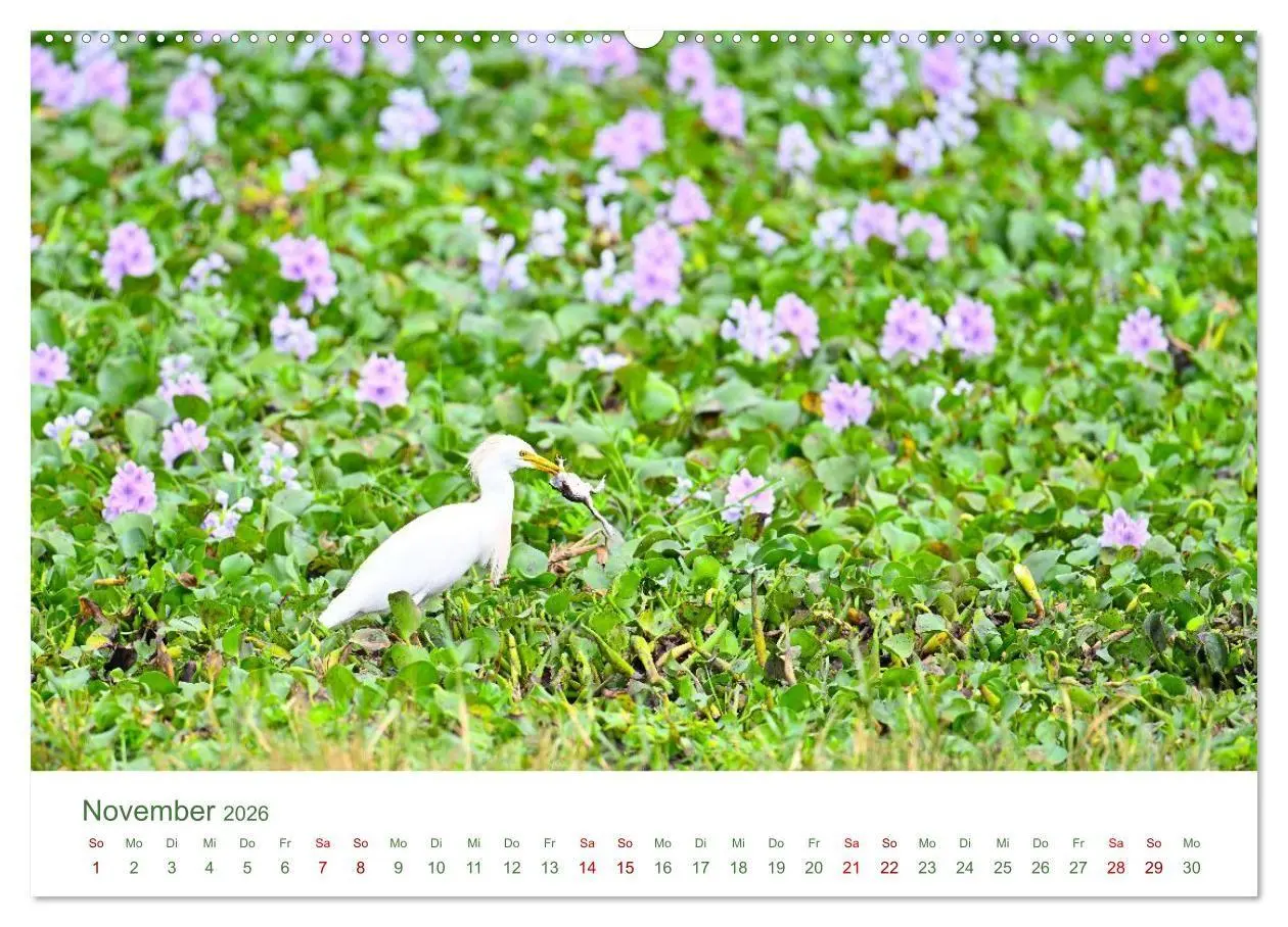 Bild: 9783516698510 | Tierwelten UGANDA (Wandkalender 2026 DIN A2 quer), CALVENDO...