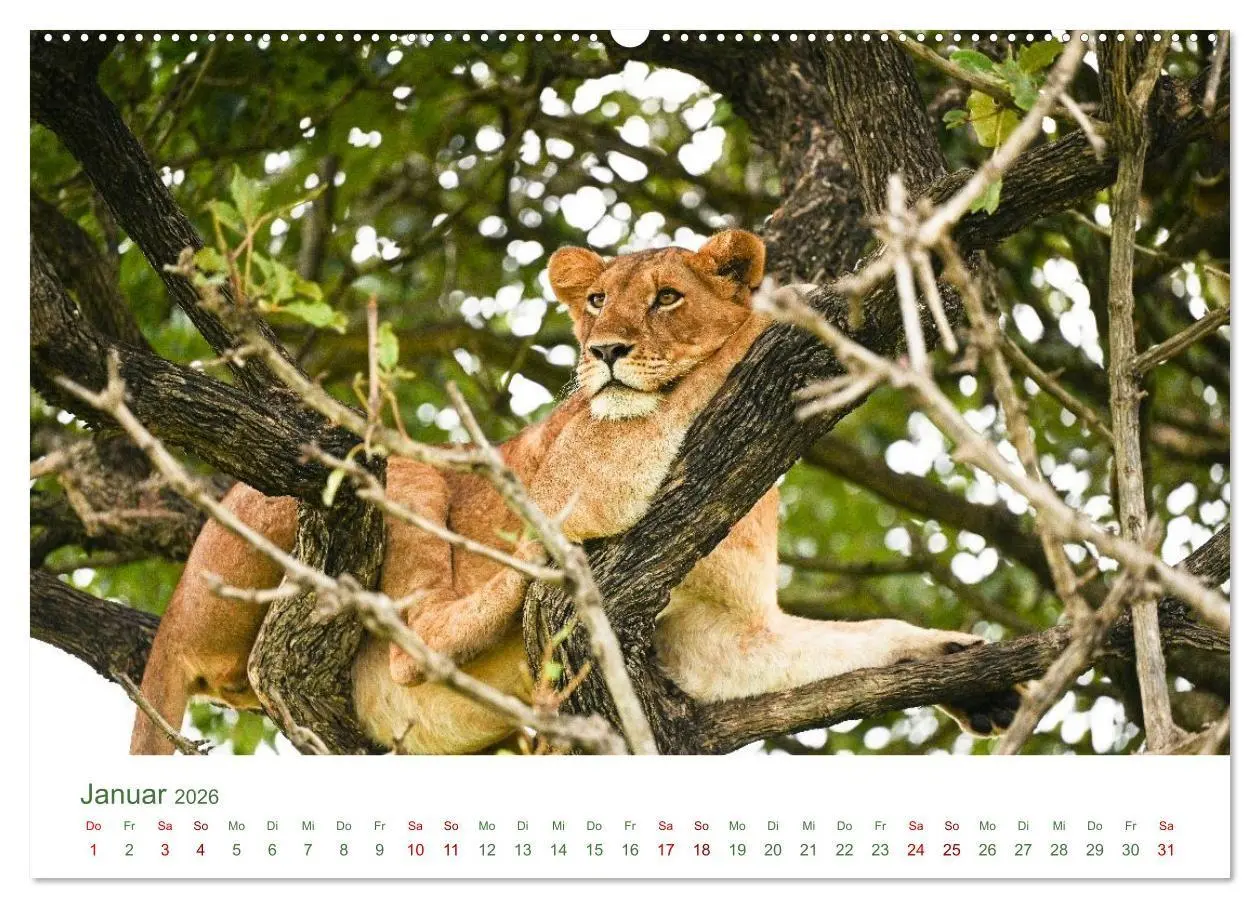 Bild: 9783516698510 | Tierwelten UGANDA (Wandkalender 2026 DIN A2 quer), CALVENDO...