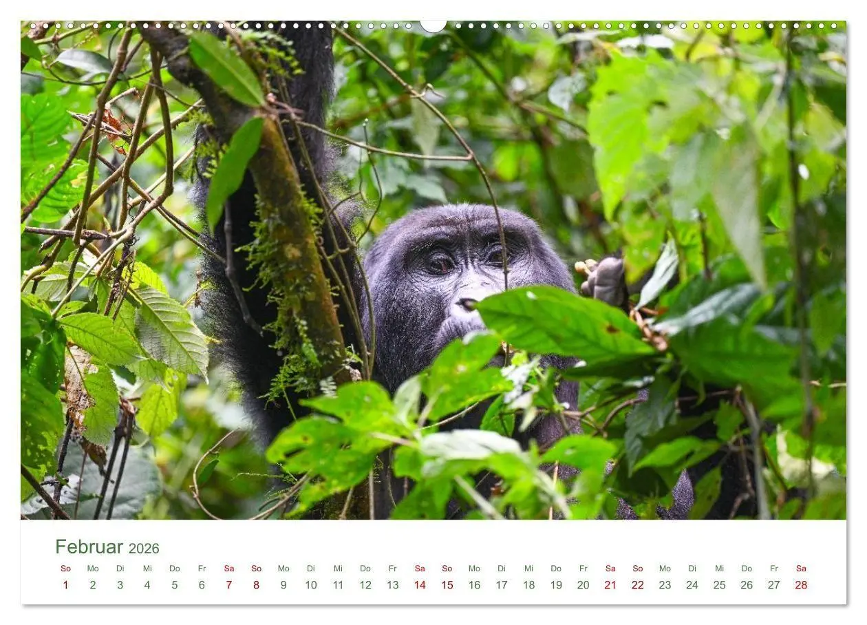 Bild: 9783516698510 | Tierwelten UGANDA (Wandkalender 2026 DIN A2 quer), CALVENDO...