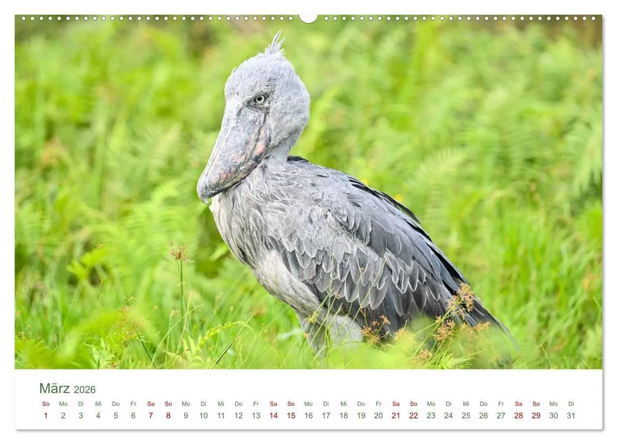 Bild: 9783516698510 | Tierwelten UGANDA (Wandkalender 2026 DIN A2 quer), CALVENDO...