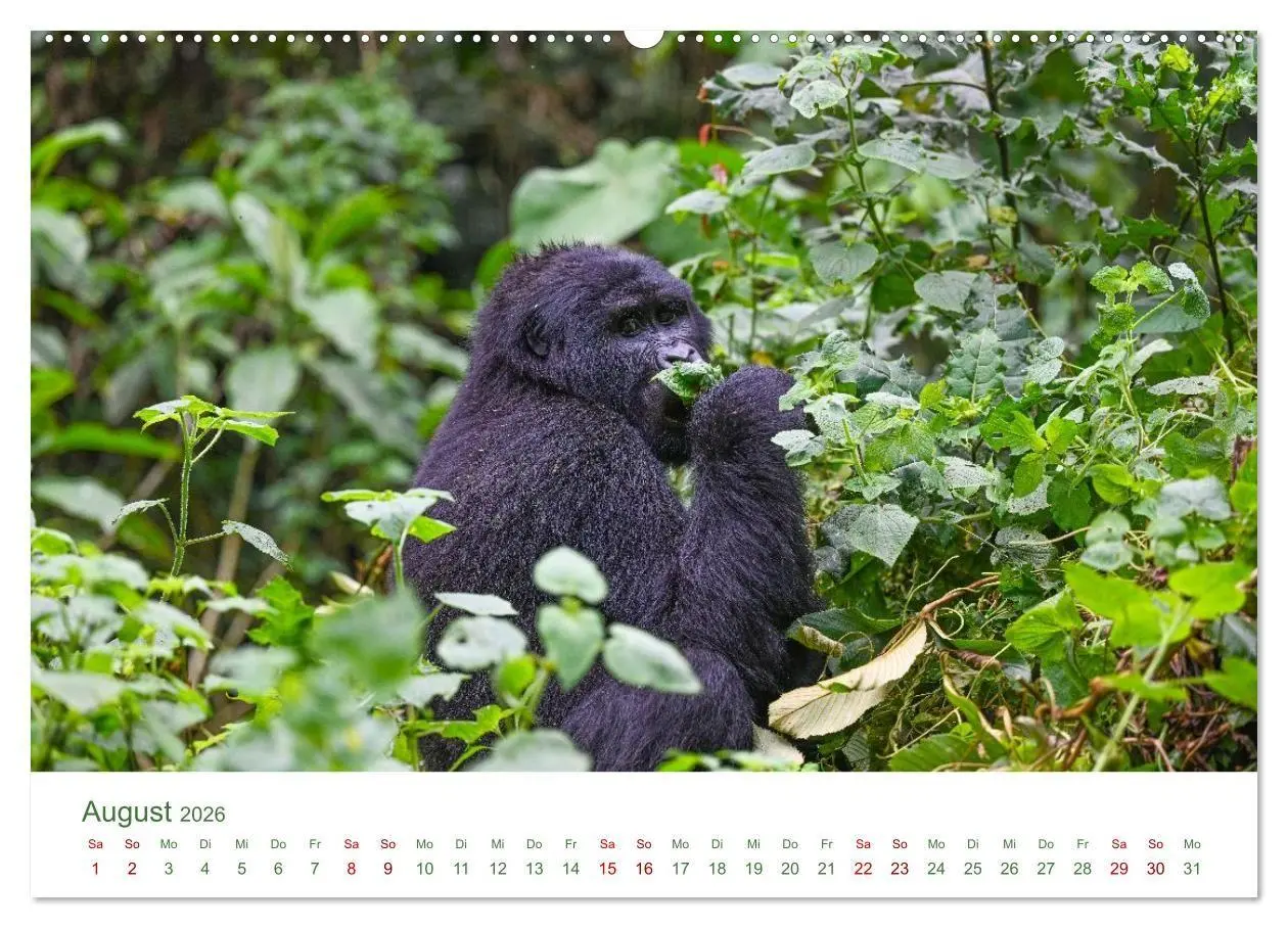 Bild: 9783516698510 | Tierwelten UGANDA (Wandkalender 2026 DIN A2 quer), CALVENDO...