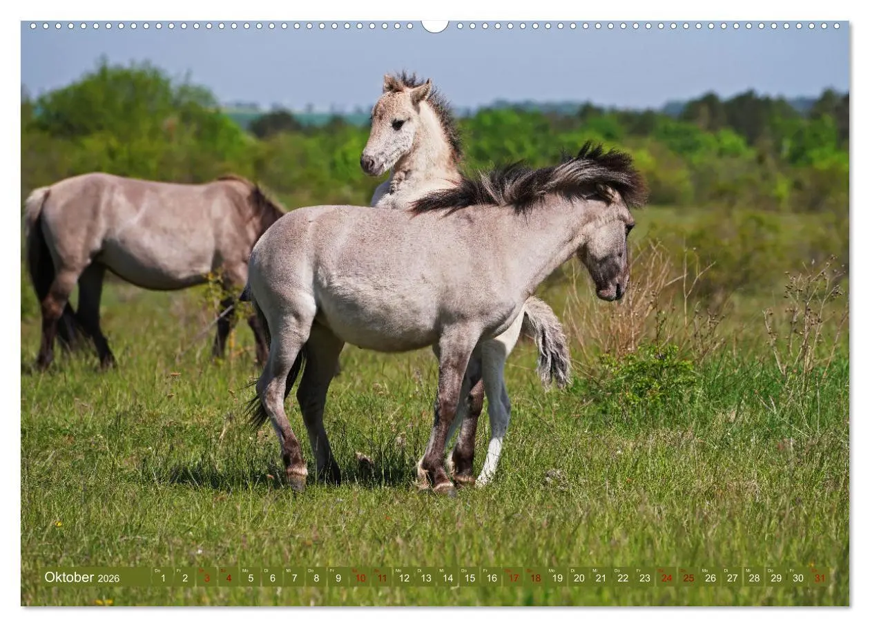 Bild: 9783457428610 | Mutterliebe - Konik Fohlen und Stute (hochwertiger Premium...