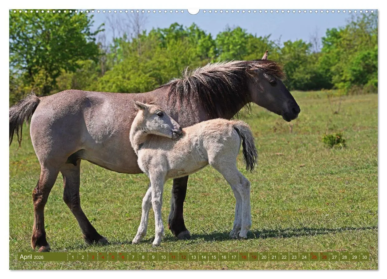 Bild: 9783457428610 | Mutterliebe - Konik Fohlen und Stute (hochwertiger Premium...