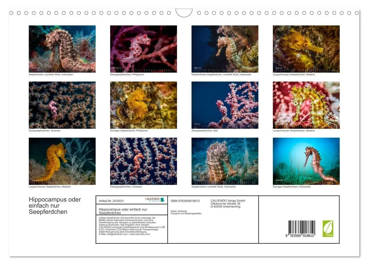 Bild: 9783569918610 | Hippocampus oder einfach nur Seepferdchen (Wandkalender 2027 DIN A3...