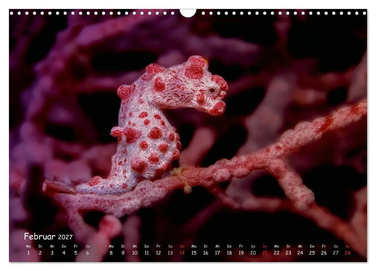 Bild: 9783569918610 | Hippocampus oder einfach nur Seepferdchen (Wandkalender 2027 DIN A3...