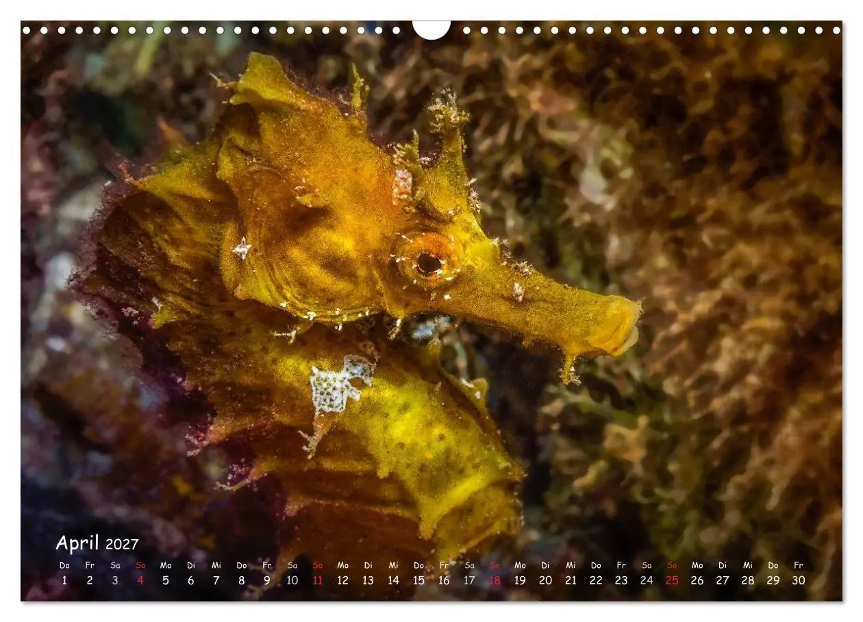 Bild: 9783569918610 | Hippocampus oder einfach nur Seepferdchen (Wandkalender 2027 DIN A3...