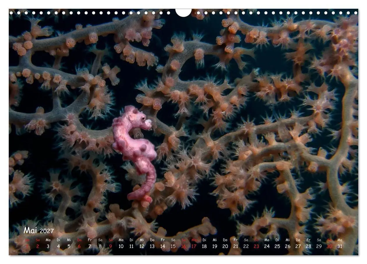 Bild: 9783569918610 | Hippocampus oder einfach nur Seepferdchen (Wandkalender 2027 DIN A3...