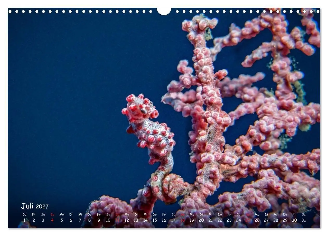 Bild: 9783569918610 | Hippocampus oder einfach nur Seepferdchen (Wandkalender 2027 DIN A3...