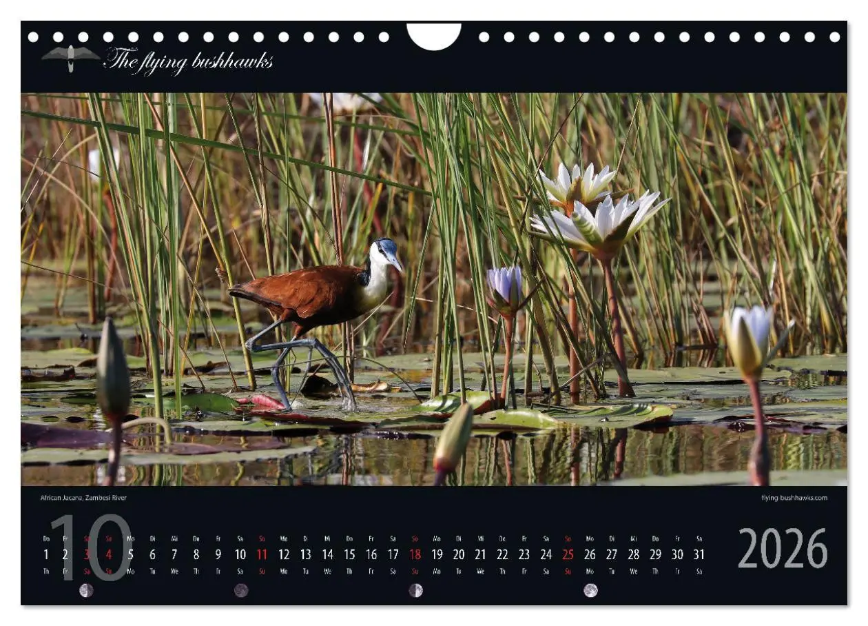 Bild: 9783457278710 | Botswana Blickwinkel 2026 (Wandkalender 2026 DIN A4 quer), CALVENDO...