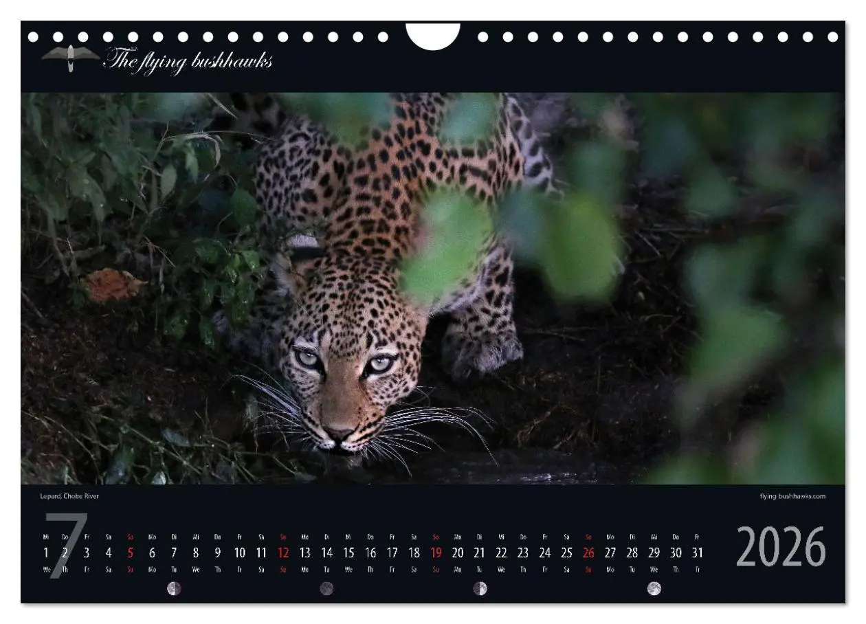 Bild: 9783457278710 | Botswana Blickwinkel 2026 (Wandkalender 2026 DIN A4 quer), CALVENDO...