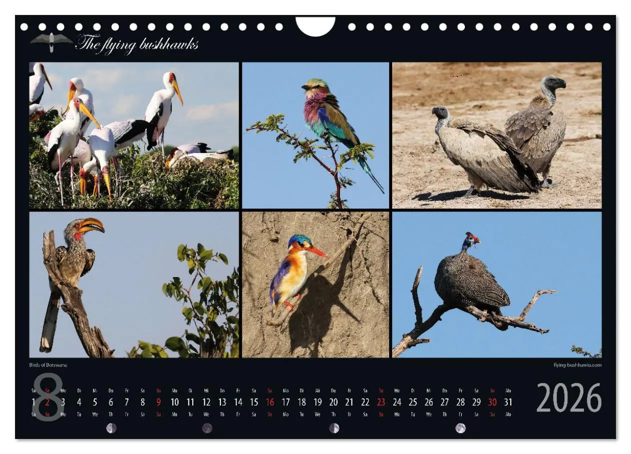 Bild: 9783457278710 | Botswana Blickwinkel 2026 (Wandkalender 2026 DIN A4 quer), CALVENDO...