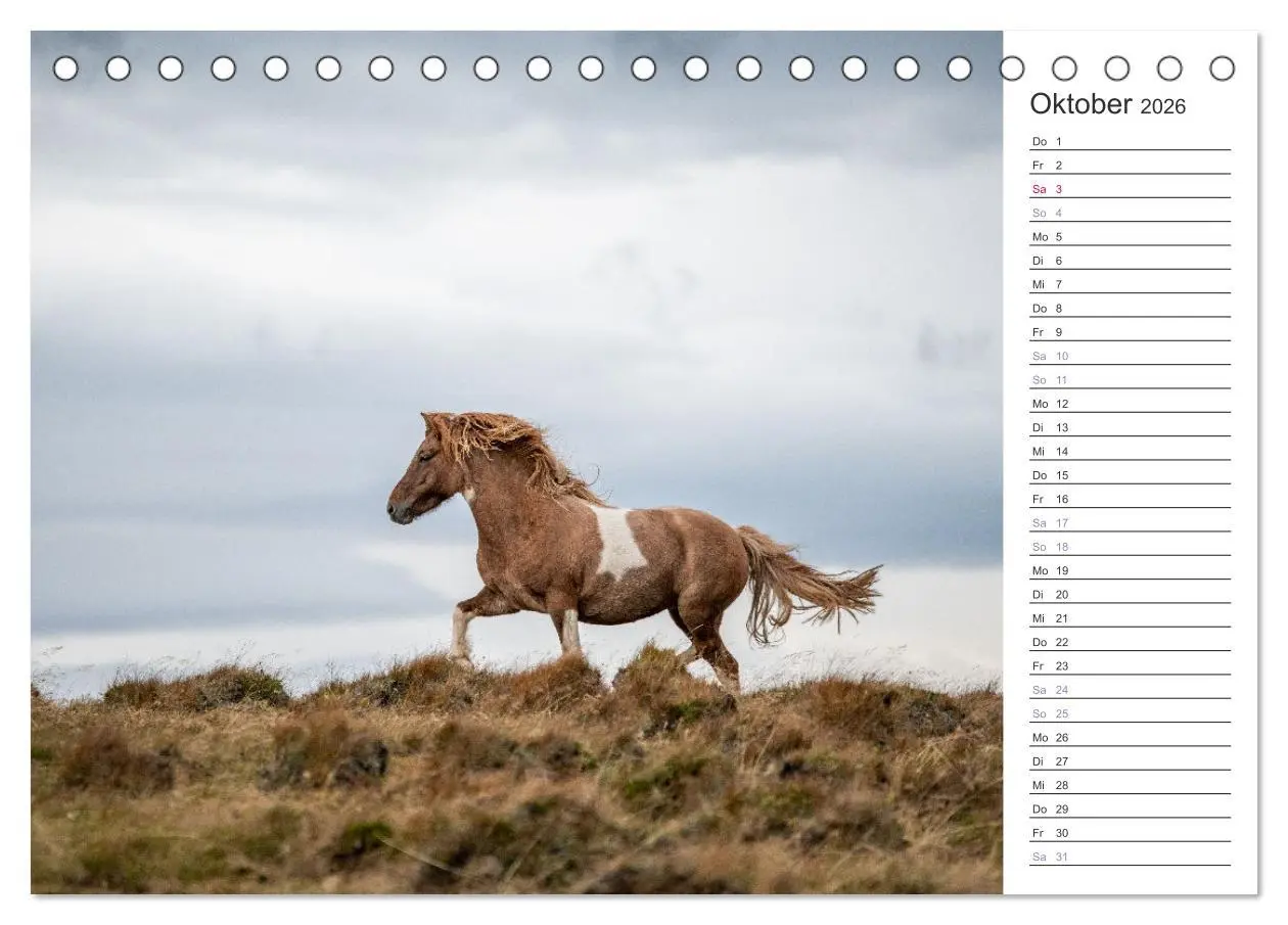 Bild: 9783457418710 | Islandpferde Kalender (Tischkalender 2026 DIN A5 quer), CALVENDO...