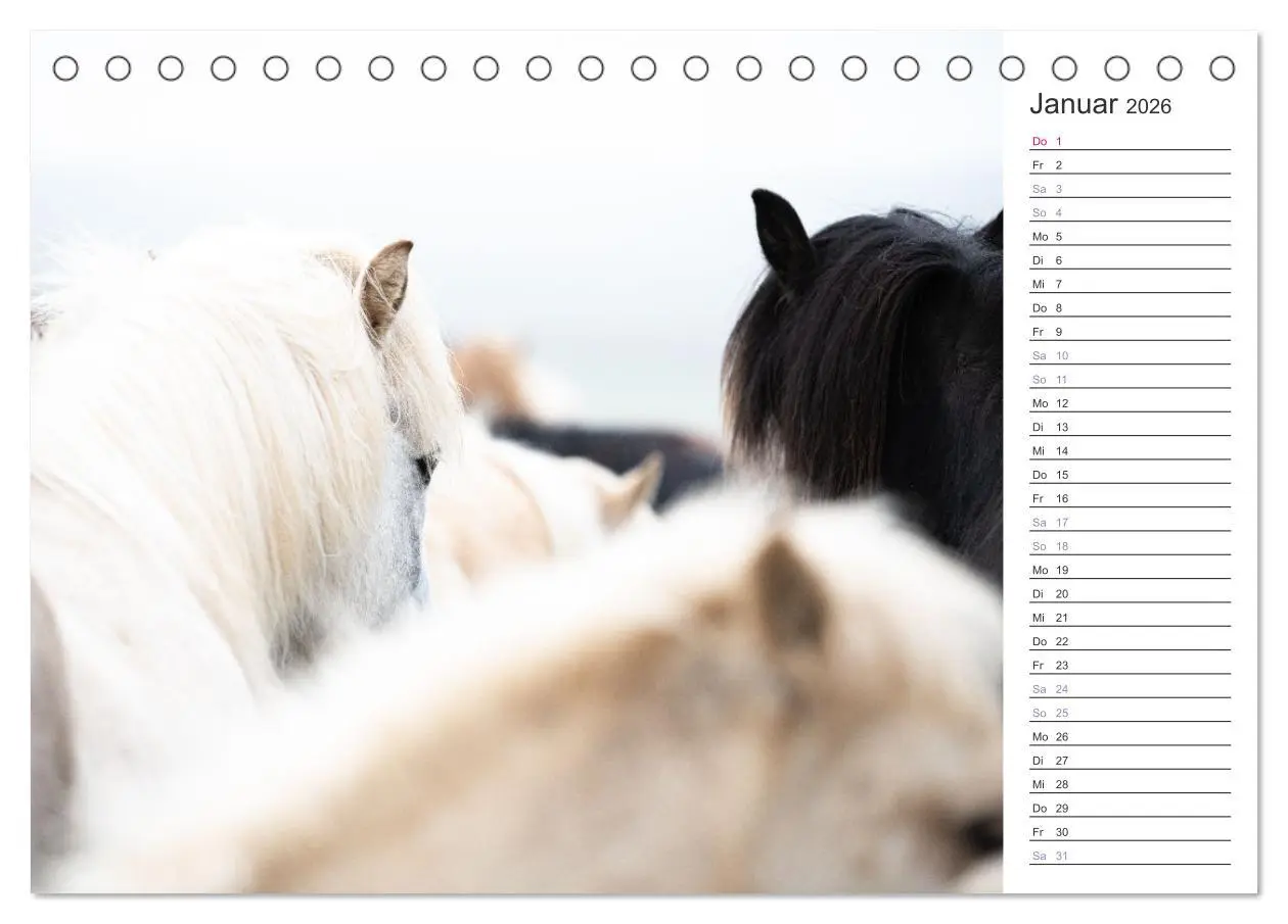 Bild: 9783457418710 | Islandpferde Kalender (Tischkalender 2026 DIN A5 quer), CALVENDO...
