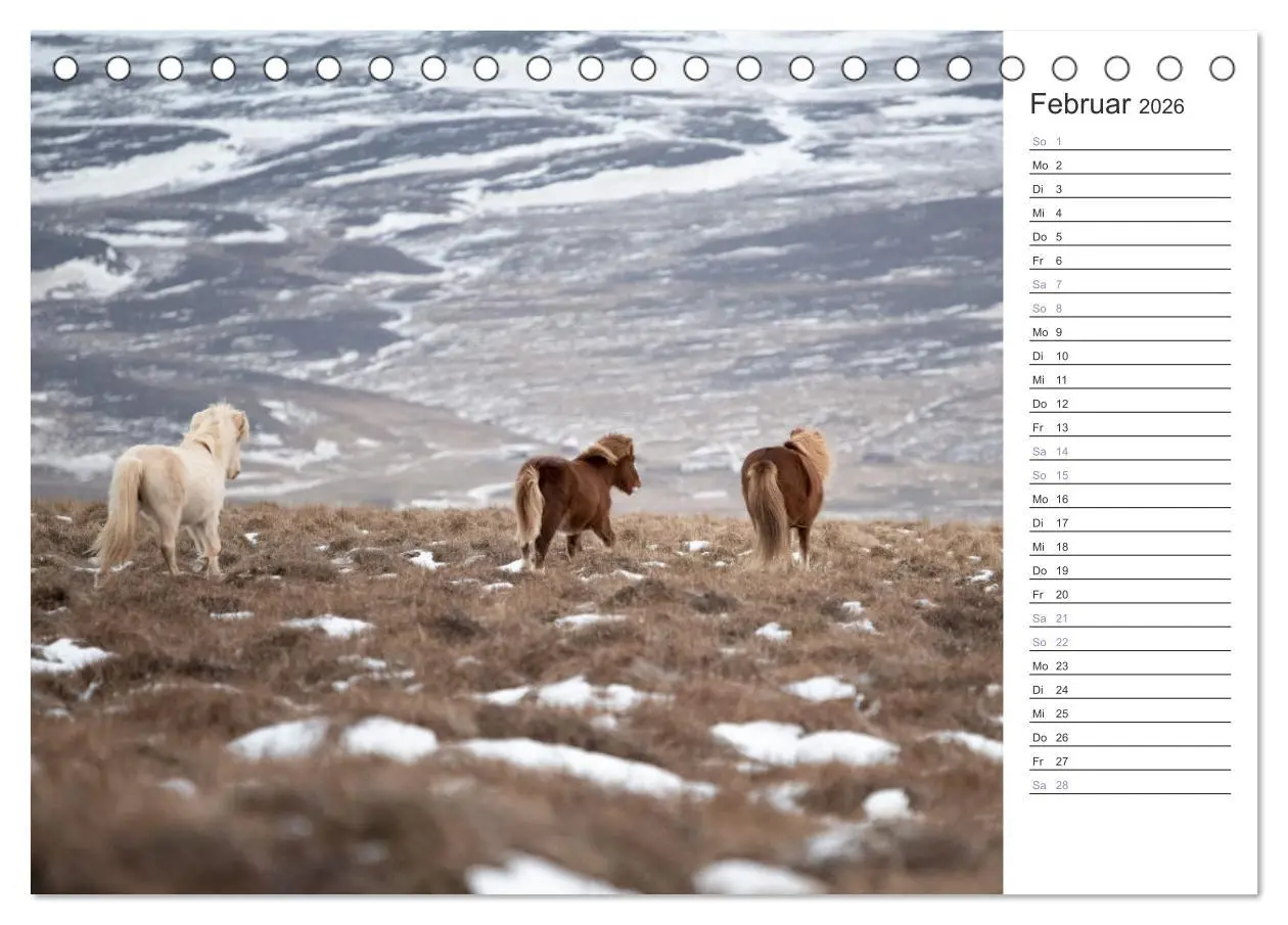 Bild: 9783457418710 | Islandpferde Kalender (Tischkalender 2026 DIN A5 quer), CALVENDO...