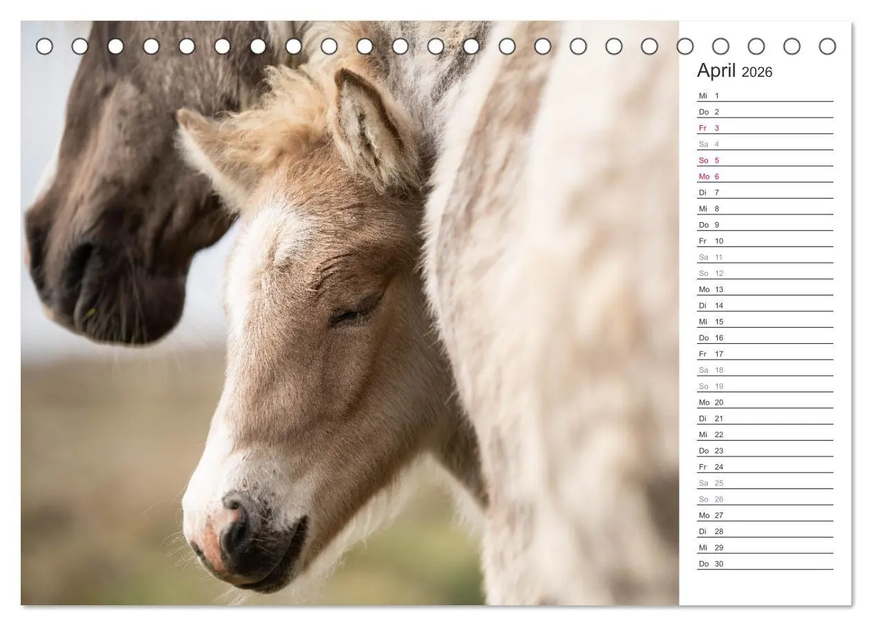 Bild: 9783457418710 | Islandpferde Kalender (Tischkalender 2026 DIN A5 quer), CALVENDO...
