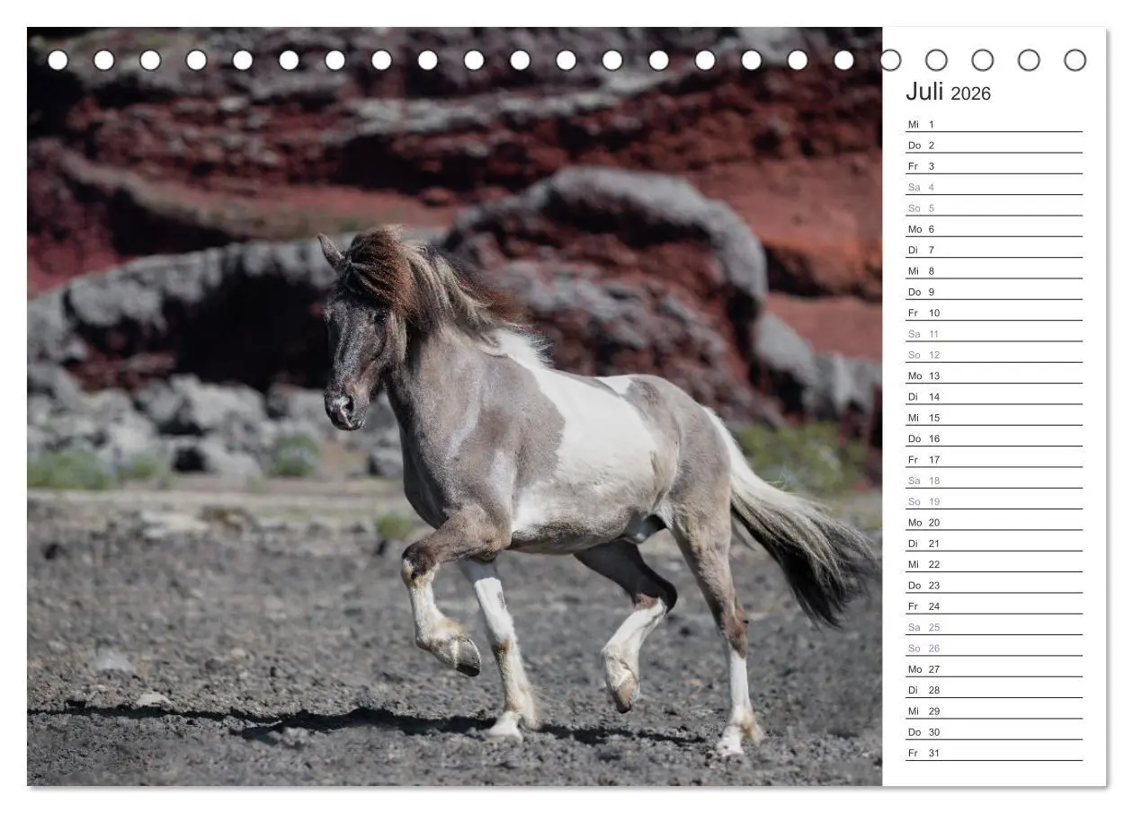 Bild: 9783457418710 | Islandpferde Kalender (Tischkalender 2026 DIN A5 quer), CALVENDO...