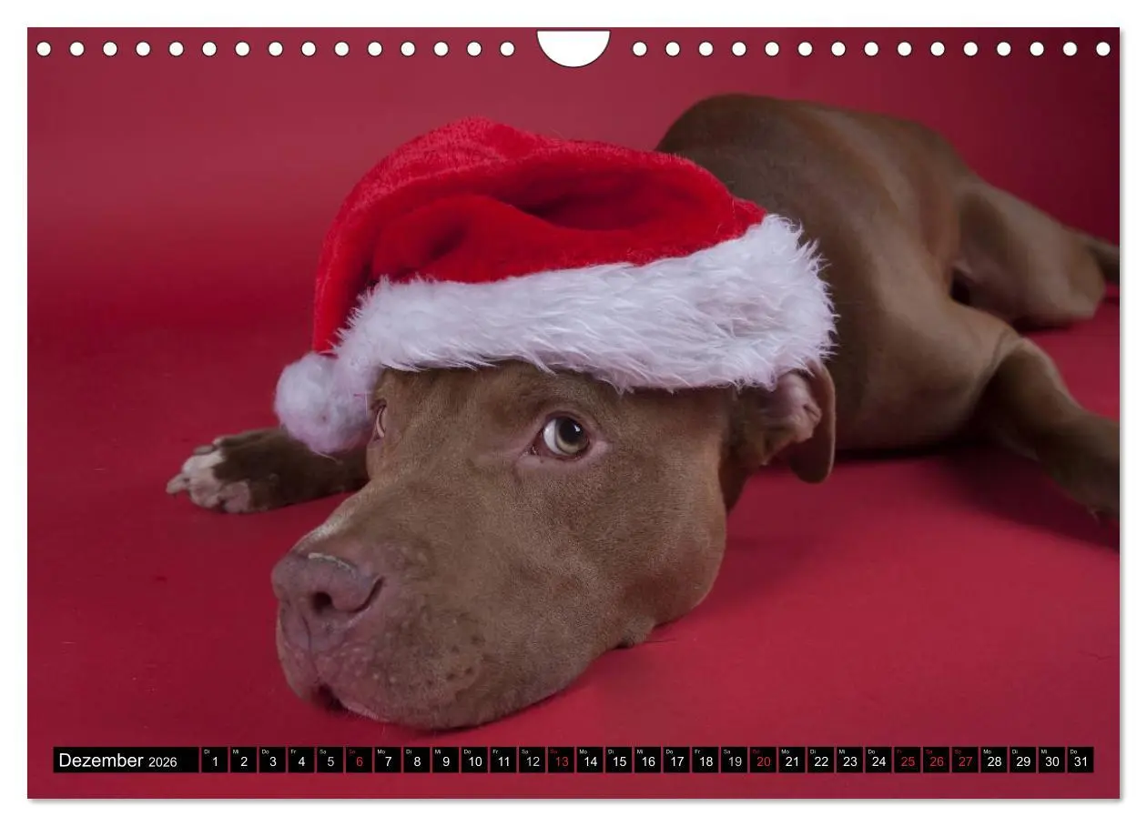 Bild: 9783516118810 | Pit Bull und Co. - Geliebt, gefürchtet, missverstanden...