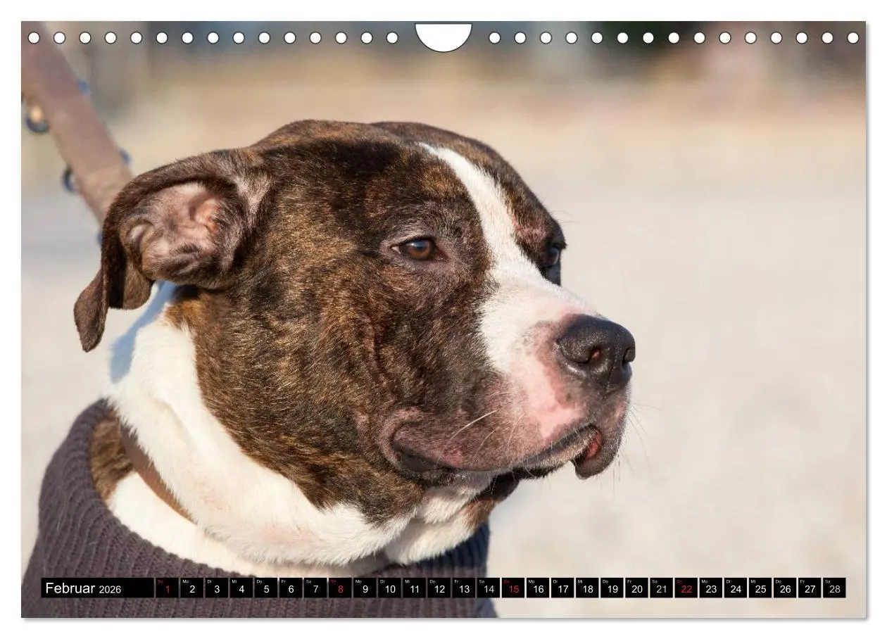 Bild: 9783516118810 | Pit Bull und Co. - Geliebt, gefürchtet, missverstanden...