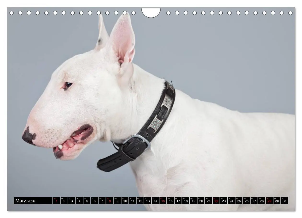 Bild: 9783516118810 | Pit Bull und Co. - Geliebt, gefürchtet, missverstanden...