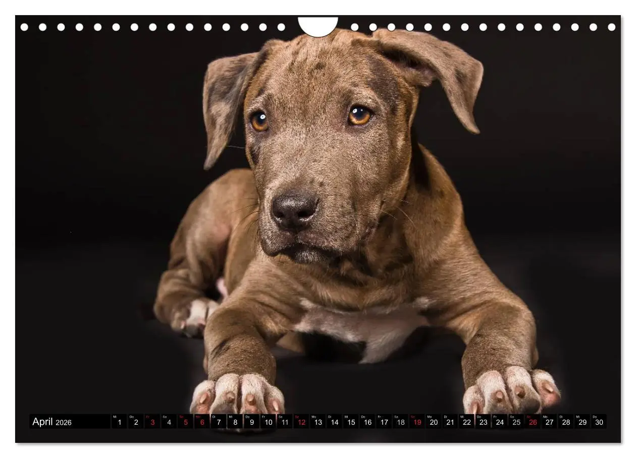 Bild: 9783516118810 | Pit Bull und Co. - Geliebt, gefürchtet, missverstanden...