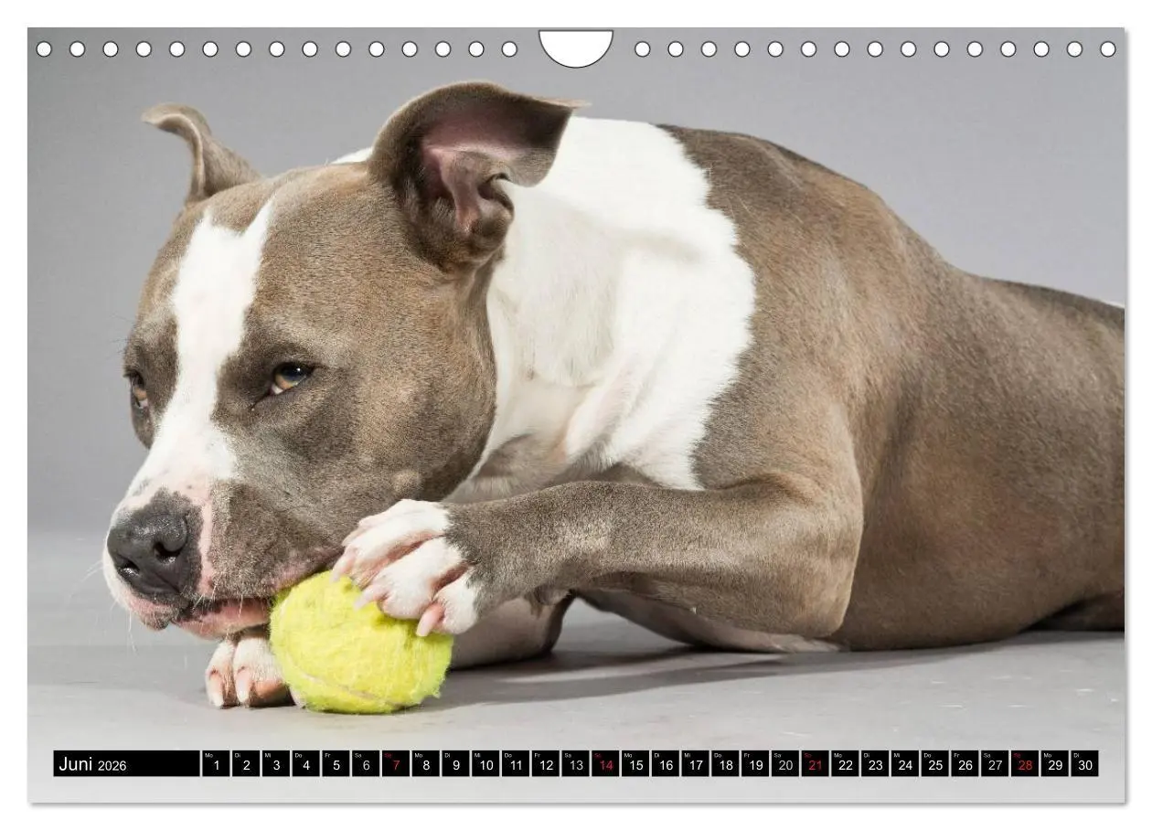 Bild: 9783516118810 | Pit Bull und Co. - Geliebt, gefürchtet, missverstanden...