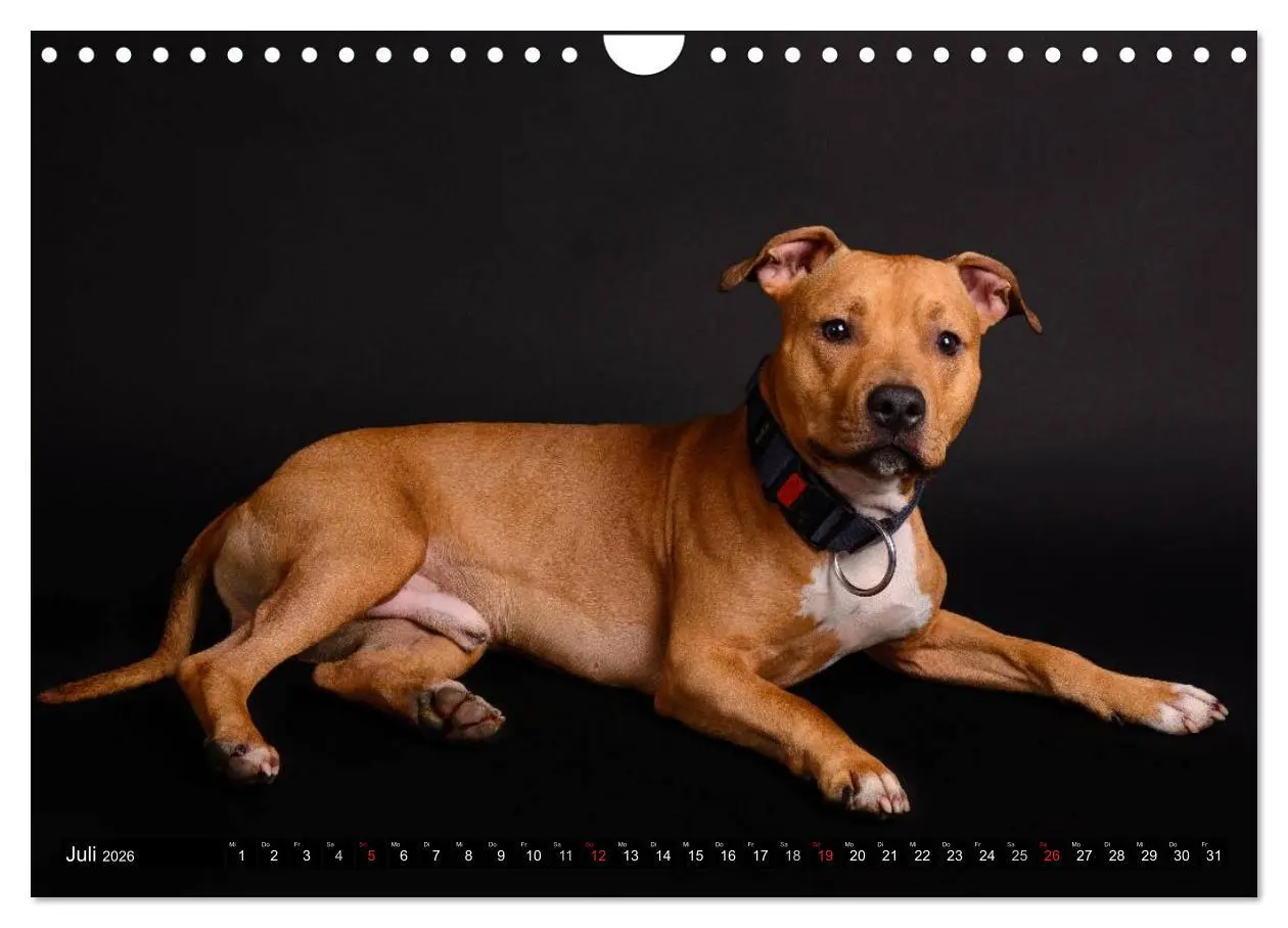 Bild: 9783516118810 | Pit Bull und Co. - Geliebt, gefürchtet, missverstanden...