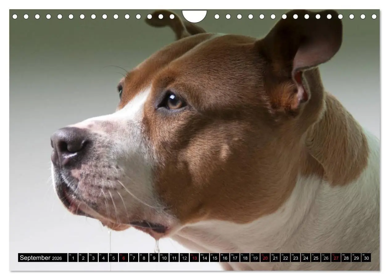 Bild: 9783516118810 | Pit Bull und Co. - Geliebt, gefürchtet, missverstanden...