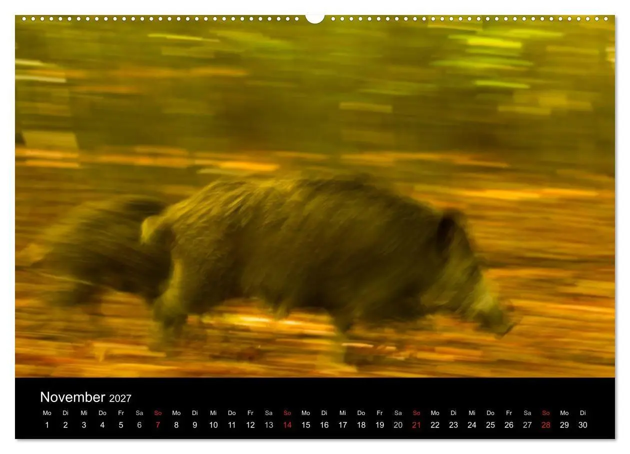 Bild: 9783594018910 | Wilde Wutzen. Das heimische Wildschwein (hochwertiger Premium...
