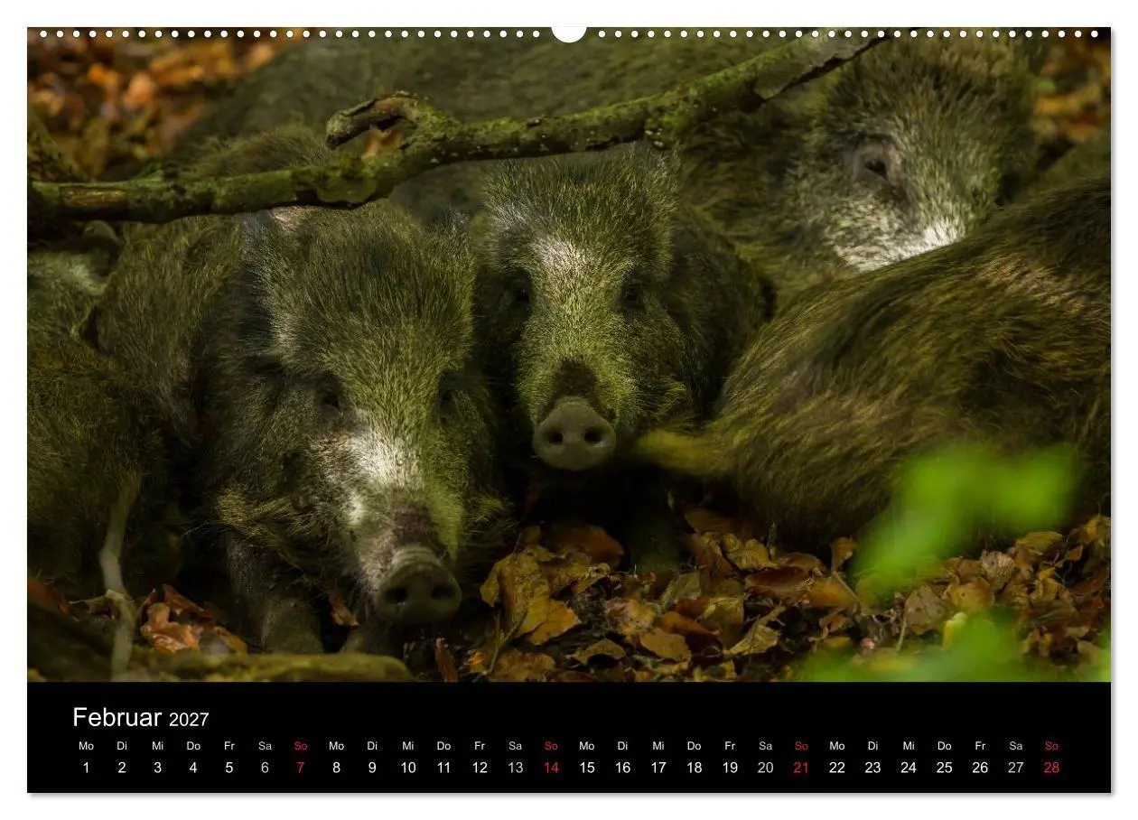 Bild: 9783594018910 | Wilde Wutzen. Das heimische Wildschwein (hochwertiger Premium...