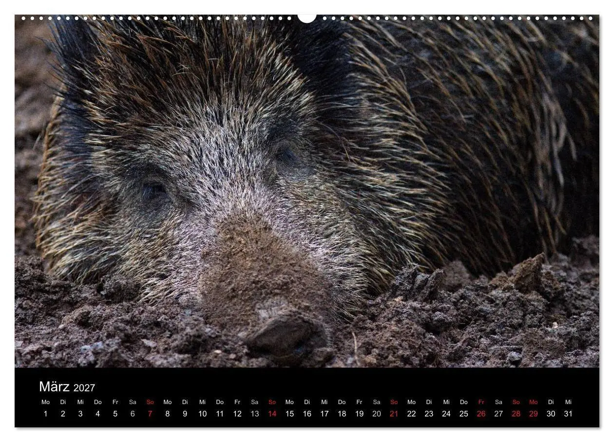Bild: 9783594018910 | Wilde Wutzen. Das heimische Wildschwein (hochwertiger Premium...