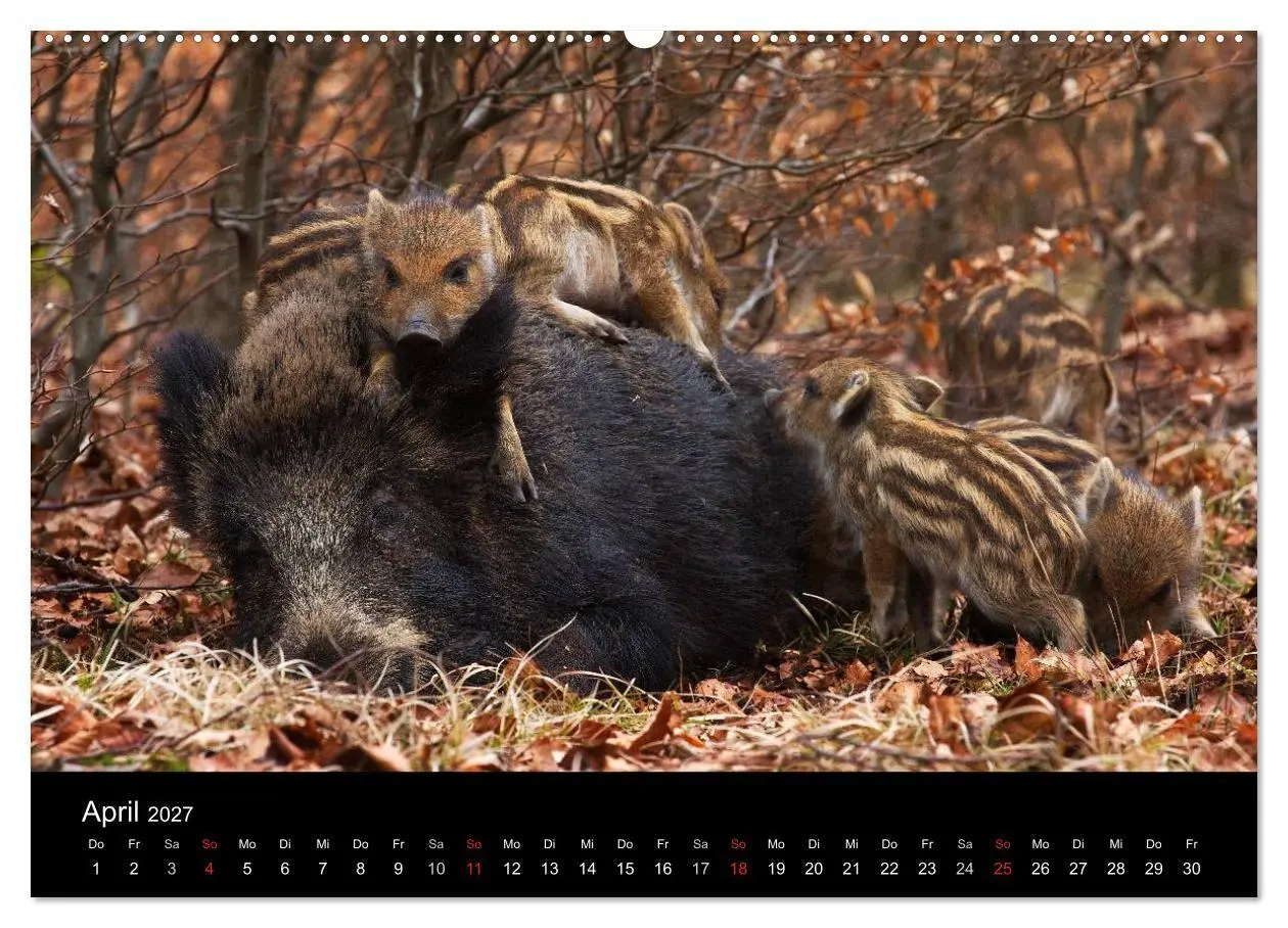 Bild: 9783594018910 | Wilde Wutzen. Das heimische Wildschwein (hochwertiger Premium...