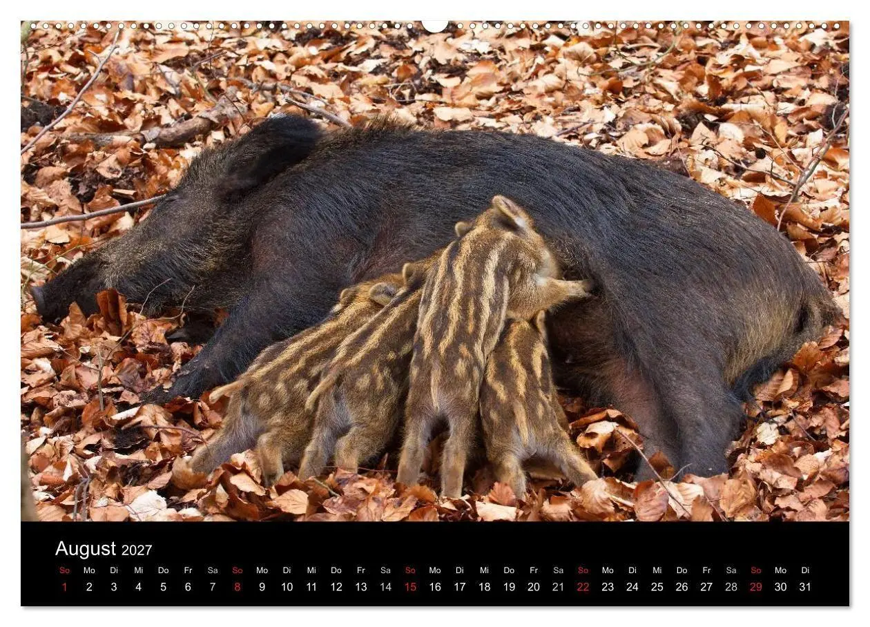 Bild: 9783594018910 | Wilde Wutzen. Das heimische Wildschwein (hochwertiger Premium...