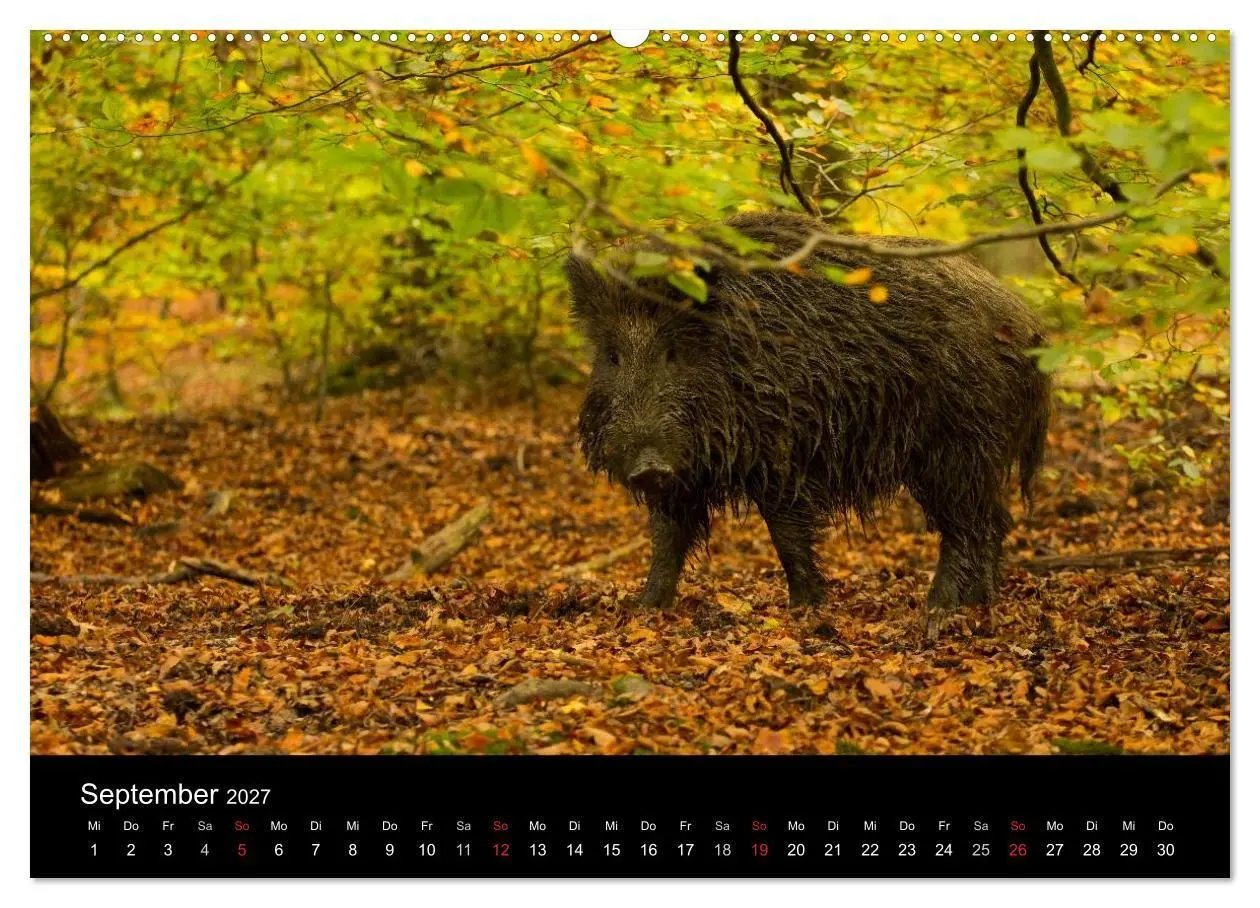 Bild: 9783594018910 | Wilde Wutzen. Das heimische Wildschwein (hochwertiger Premium...