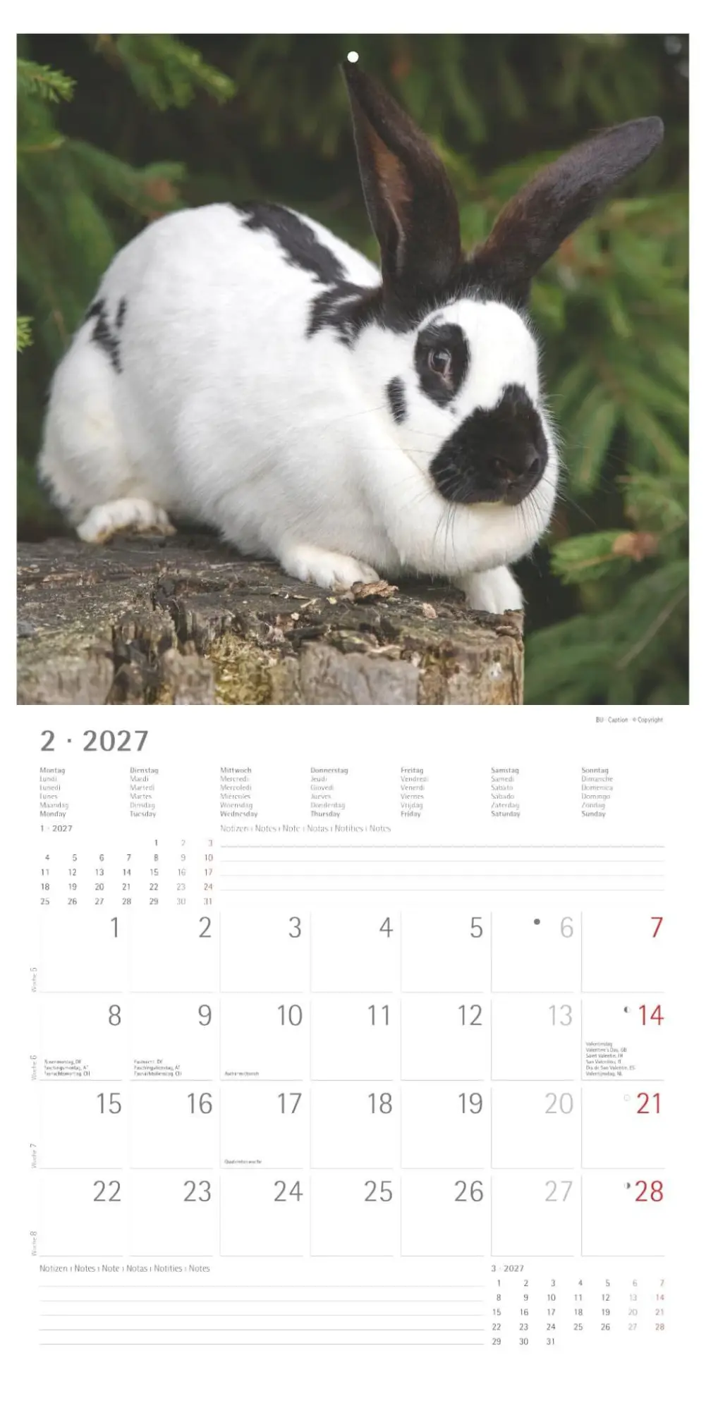 Bild: 4069095019010 | Kaninchen 2027 | Neumann Verlage GmbH &amp; Co KG | Kalender | 14 S.