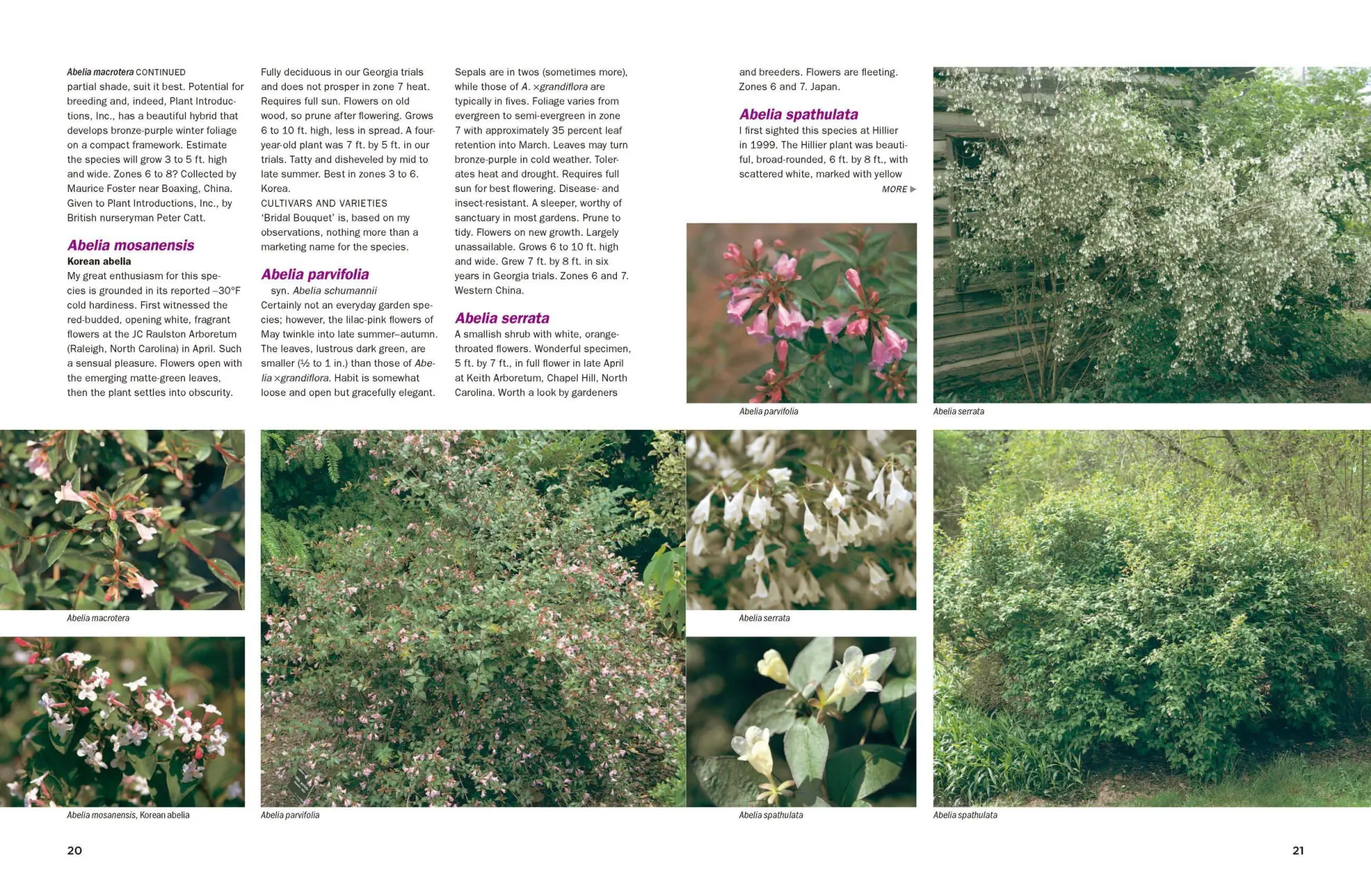 Bild: 9780881929010 | Dirr's Encyclopedia of Trees and Shrubs | Michael A Dirr | Buch | 2011
