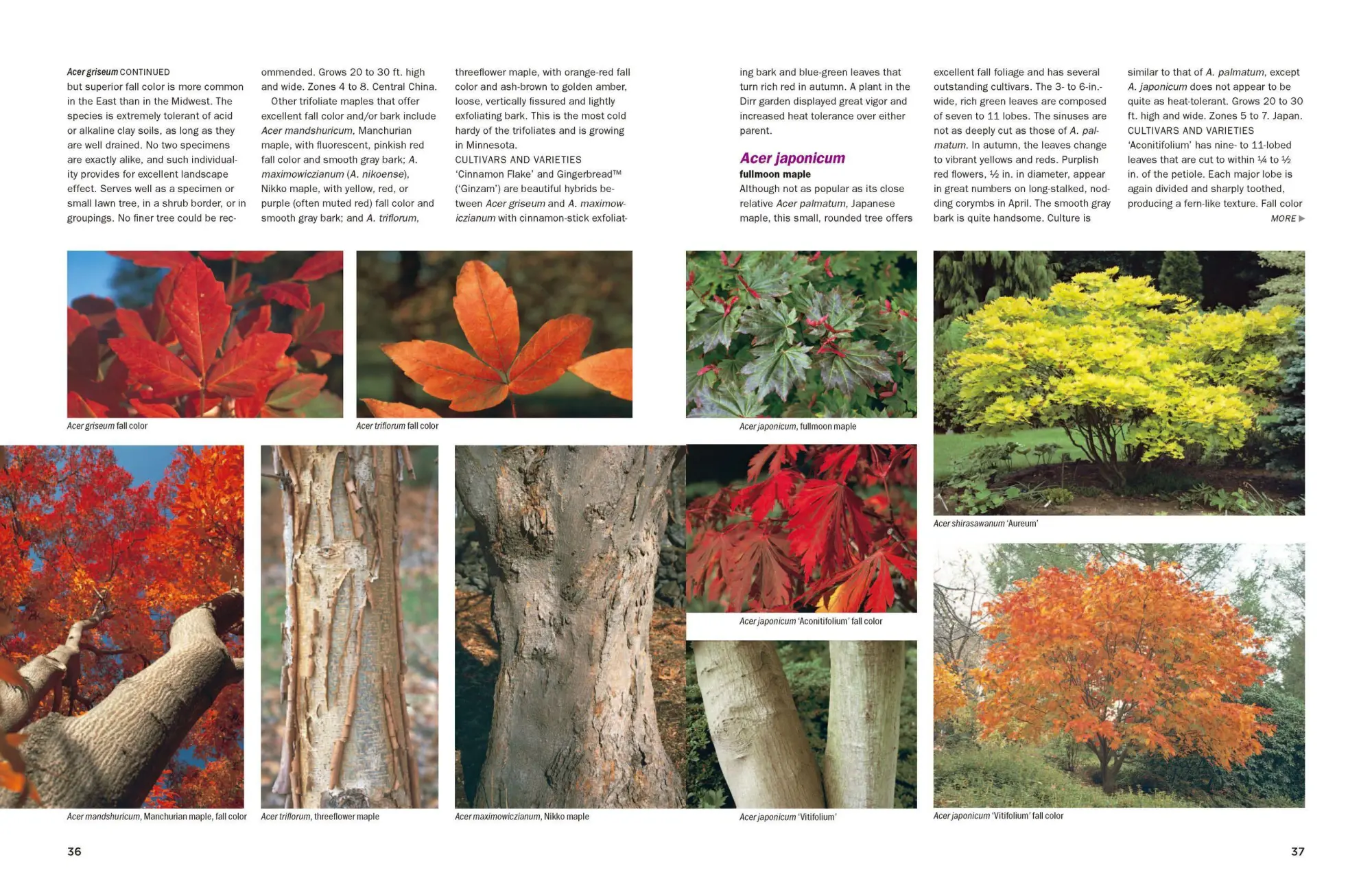 Bild: 9780881929010 | Dirr's Encyclopedia of Trees and Shrubs | Michael A Dirr | Buch | 2011