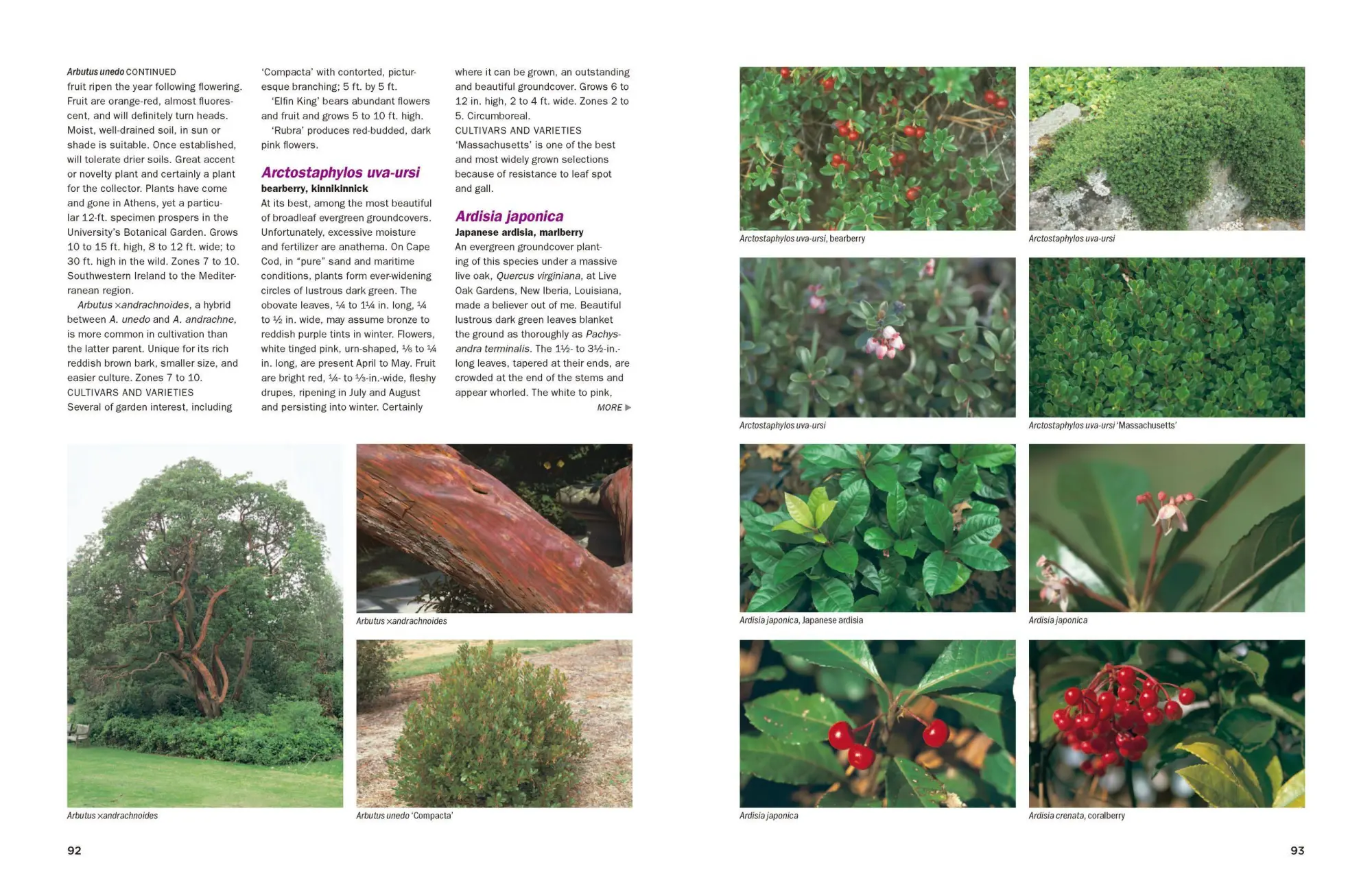 Bild: 9780881929010 | Dirr's Encyclopedia of Trees and Shrubs | Michael A Dirr | Buch | 2011