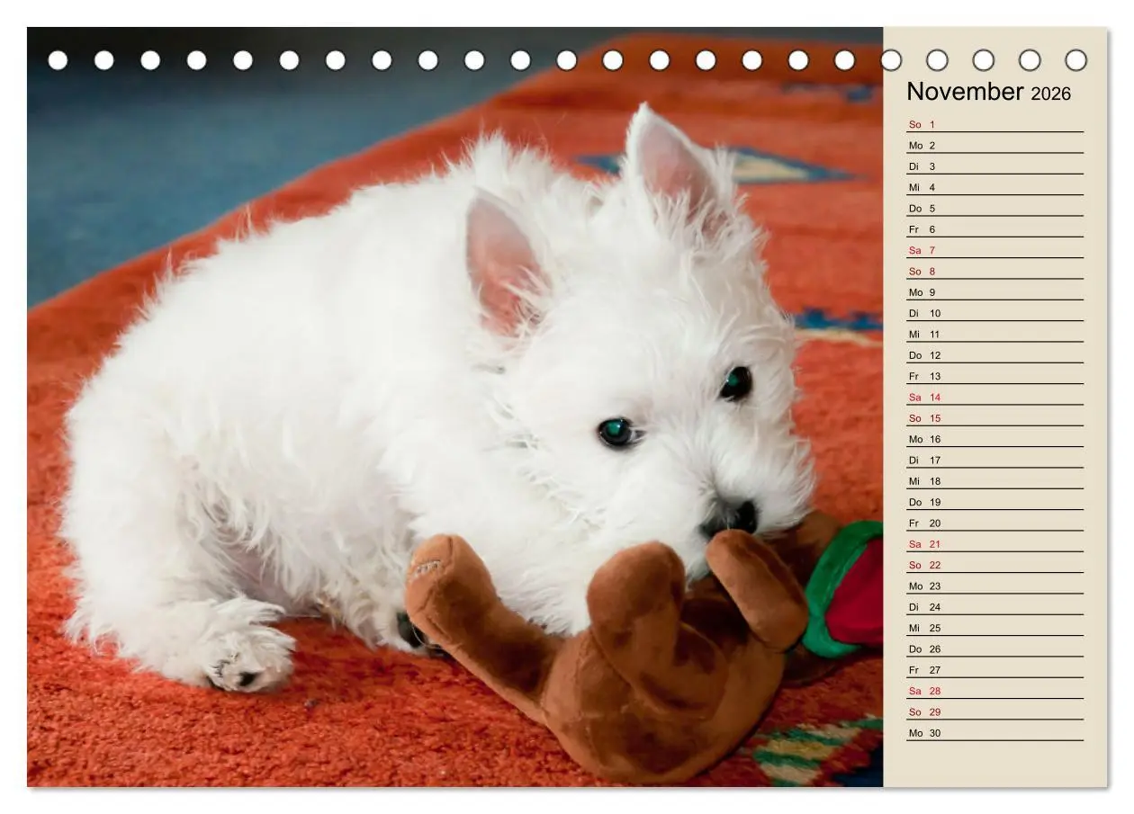 Bild: 9783457529010 | WEST HIGHLAND WHITE TERRIER - DER WESTIE - EIN HUND MIT CHARISMA...