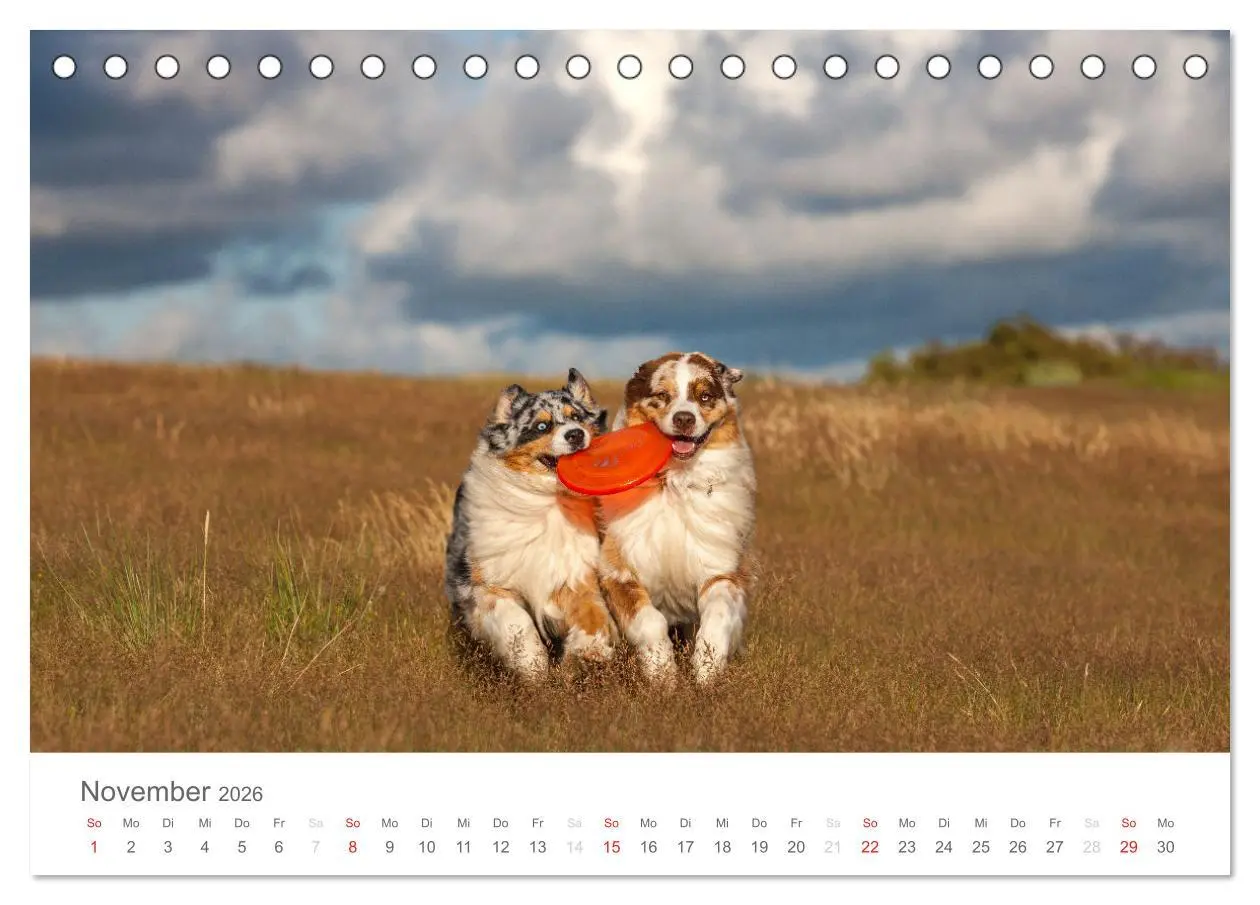 Bild: 9783516239010 | Australian Shepherd 2026 (Tischkalender 2026 DIN A5 quer), CALVENDO...