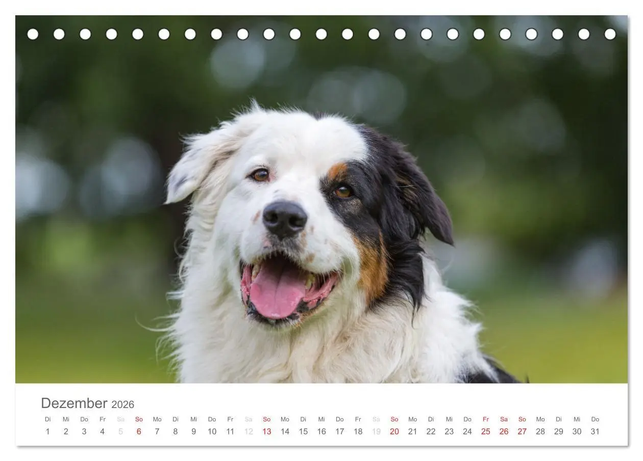 Bild: 9783516239010 | Australian Shepherd 2026 (Tischkalender 2026 DIN A5 quer), CALVENDO...