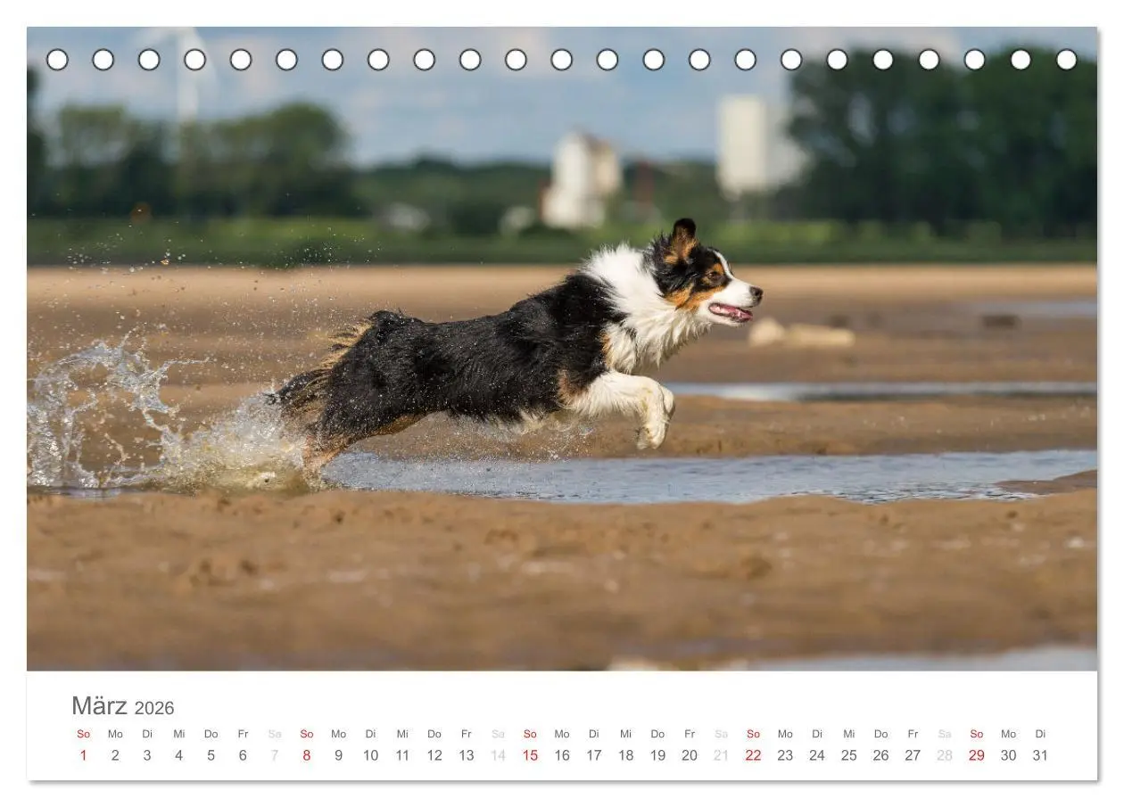 Bild: 9783516239010 | Australian Shepherd 2026 (Tischkalender 2026 DIN A5 quer), CALVENDO...