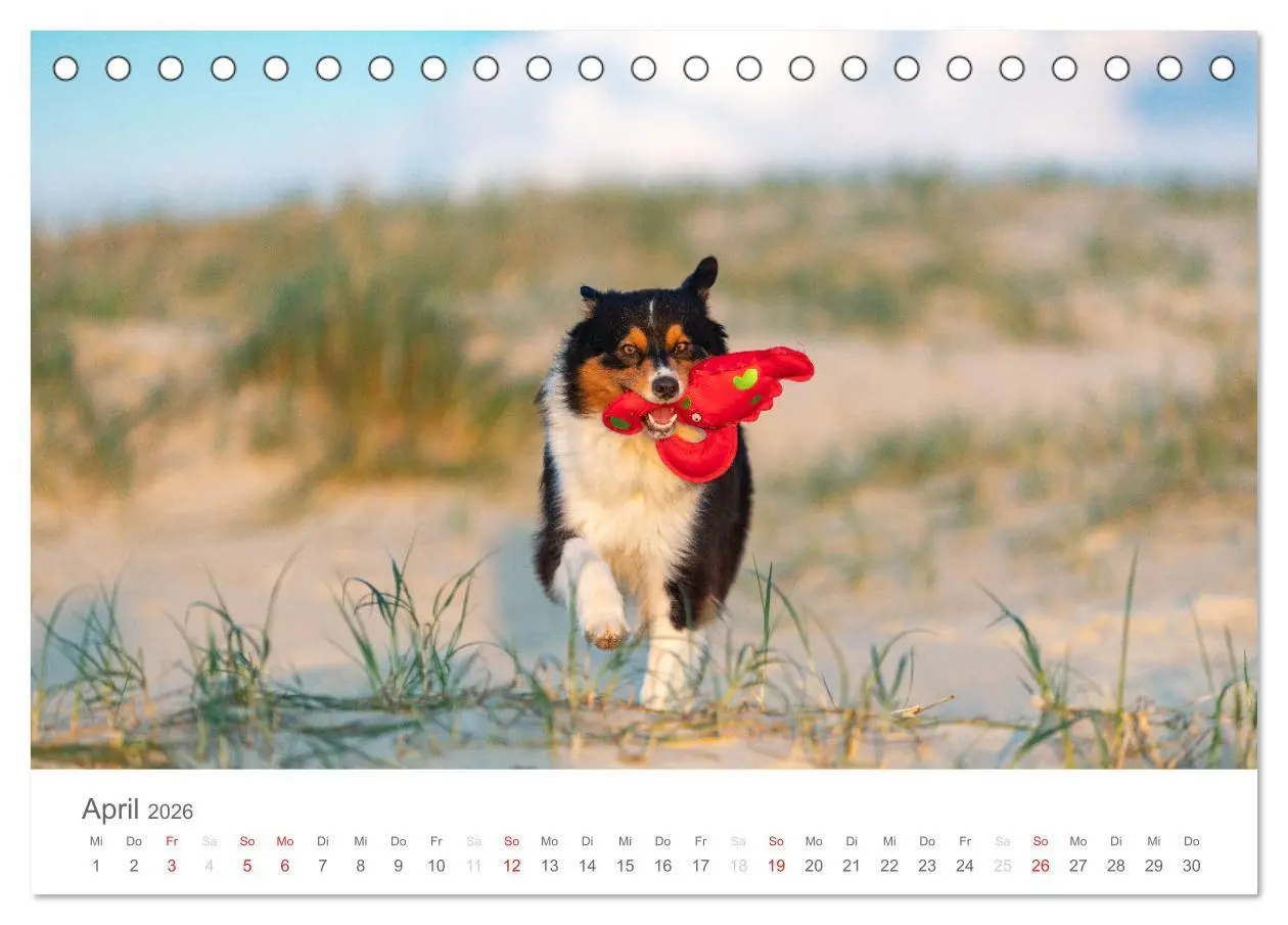Bild: 9783516239010 | Australian Shepherd 2026 (Tischkalender 2026 DIN A5 quer), CALVENDO...