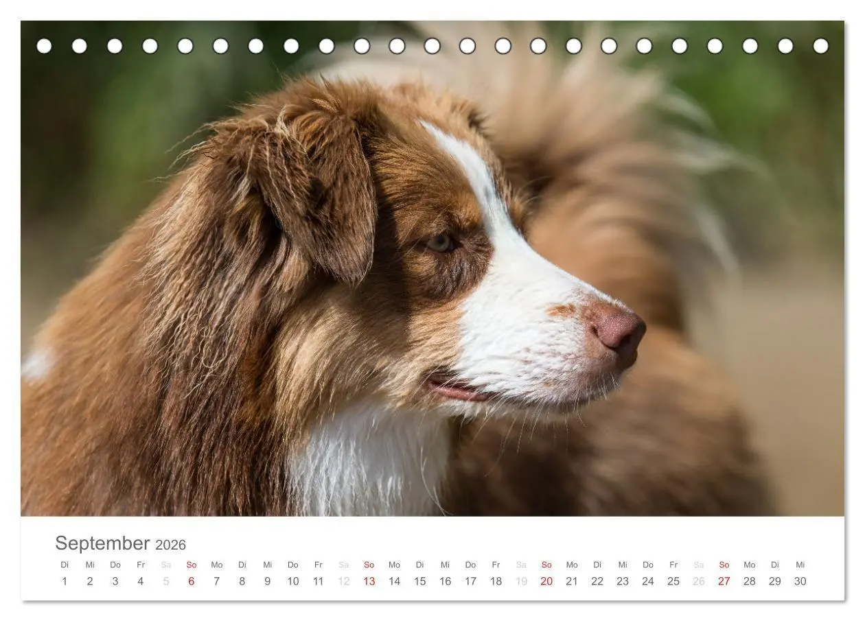 Bild: 9783516239010 | Australian Shepherd 2026 (Tischkalender 2026 DIN A5 quer), CALVENDO...