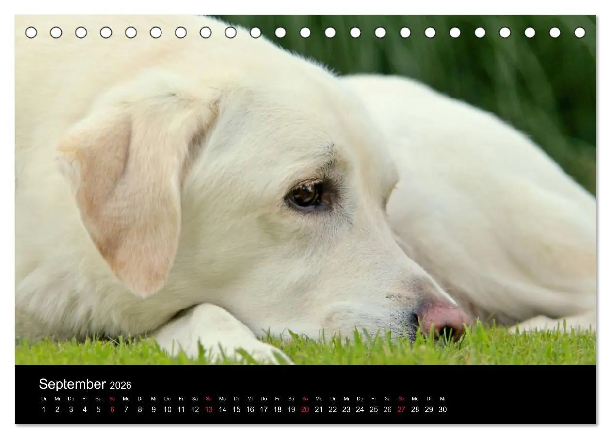 Bild: 9783516159110 | Labrador Retriever 2026 (Tischkalender 2026 DIN A5 quer), CALVENDO...