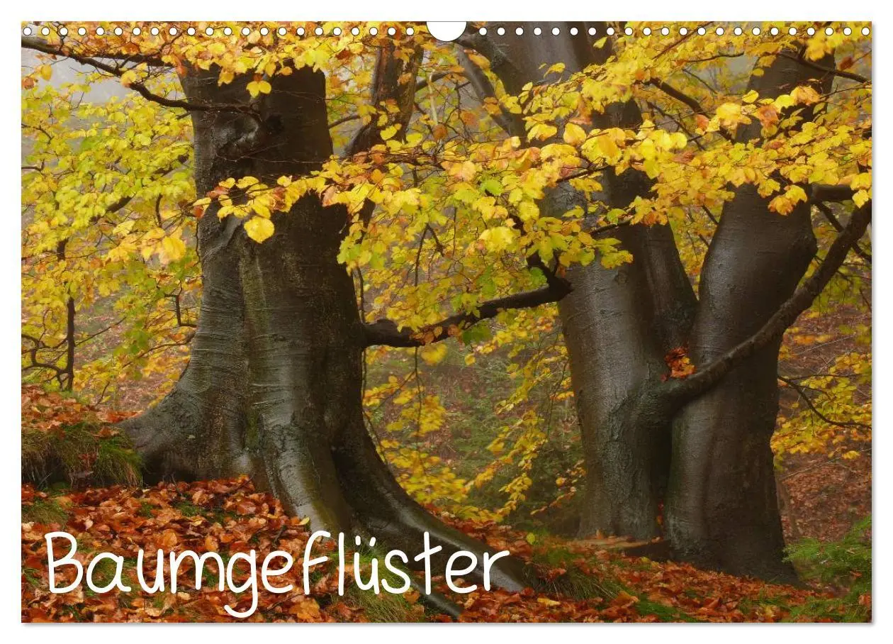 Cover: 9783516229110 | Baumgeflüster (Wandkalender 2026 DIN A3 quer), CALVENDO Monatskalender