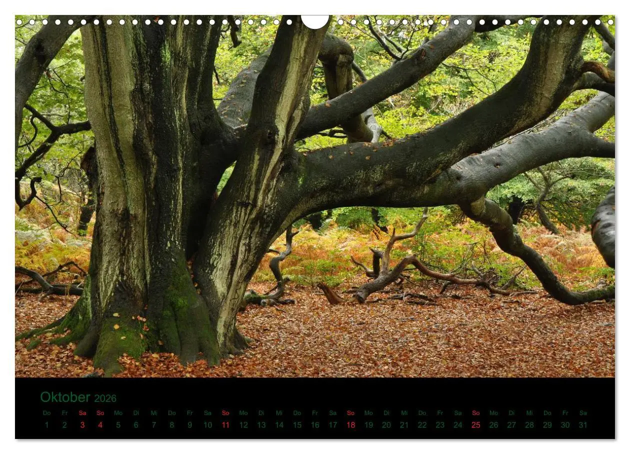 Bild: 9783516229110 | Baumgeflüster (Wandkalender 2026 DIN A3 quer), CALVENDO Monatskalender